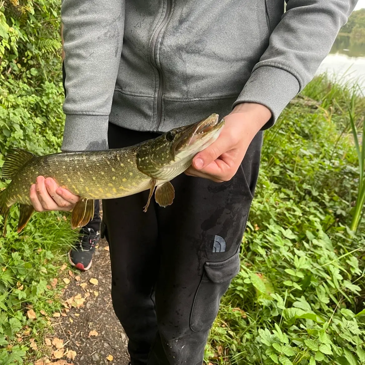 Northern pike caught on Fishbrain