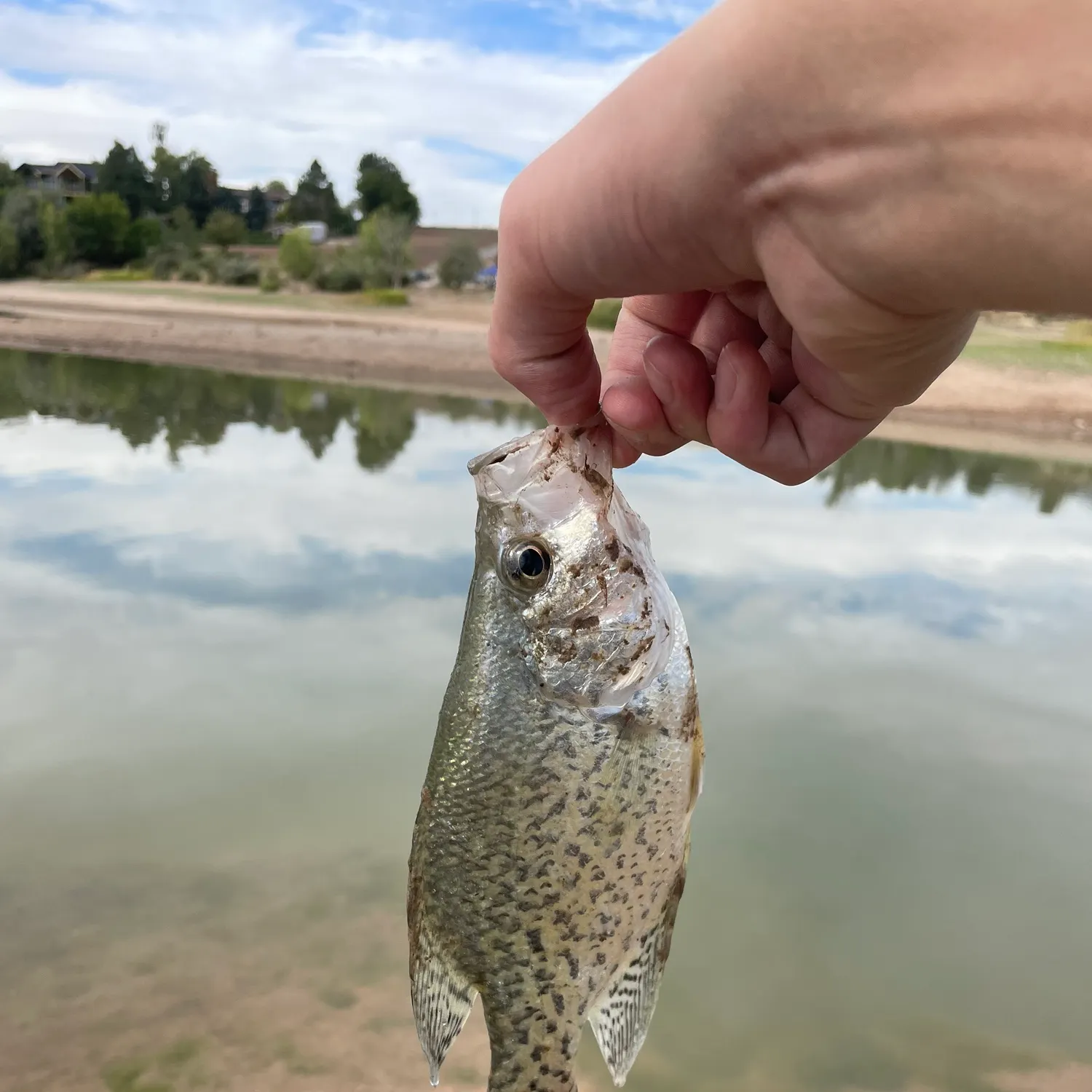 Black crappie caught on Fishbrain