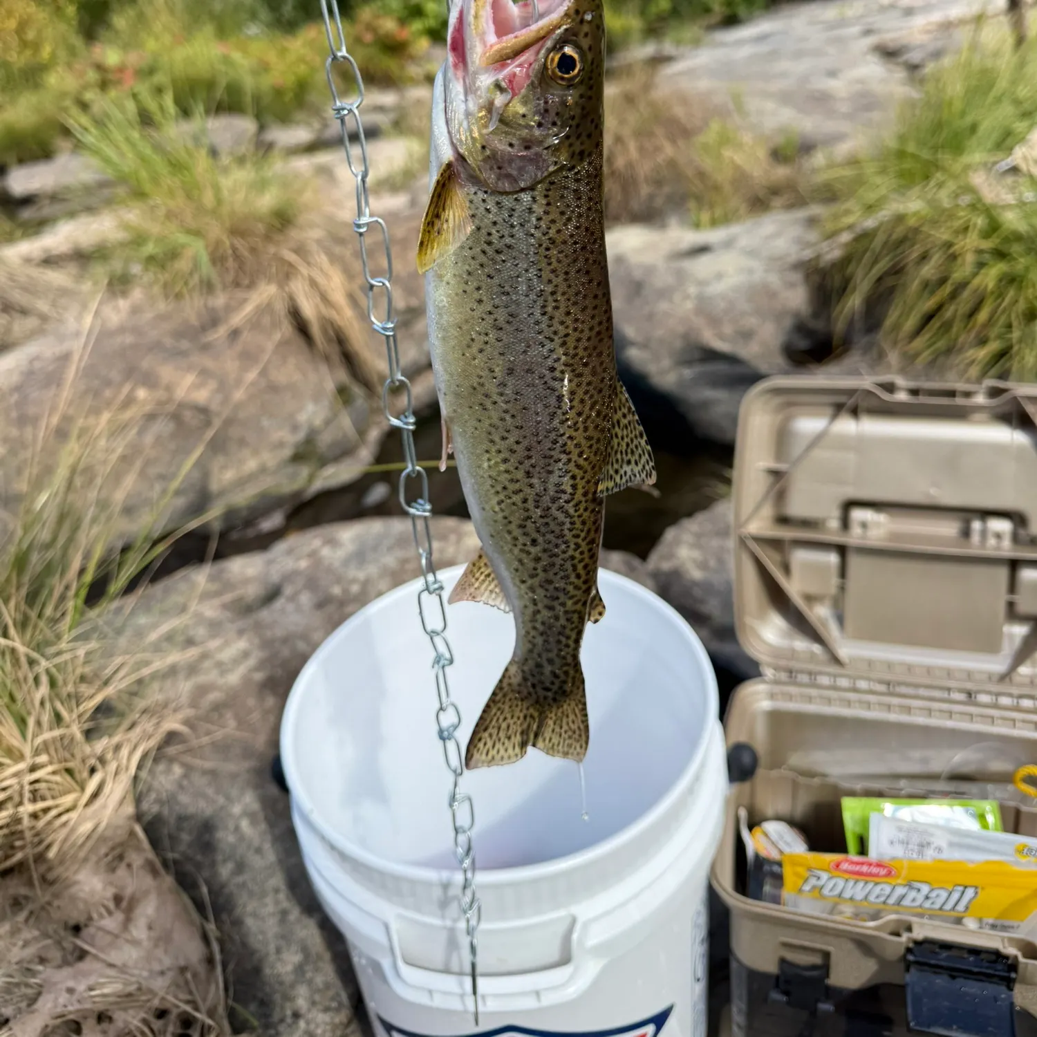 Rainbow trout caught on Fishbrain