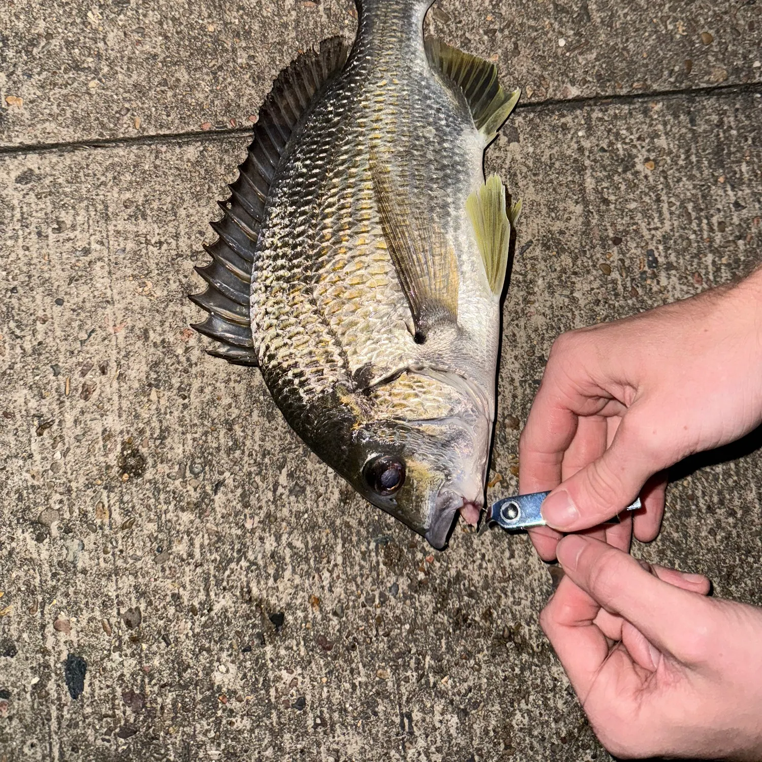 recently logged catches