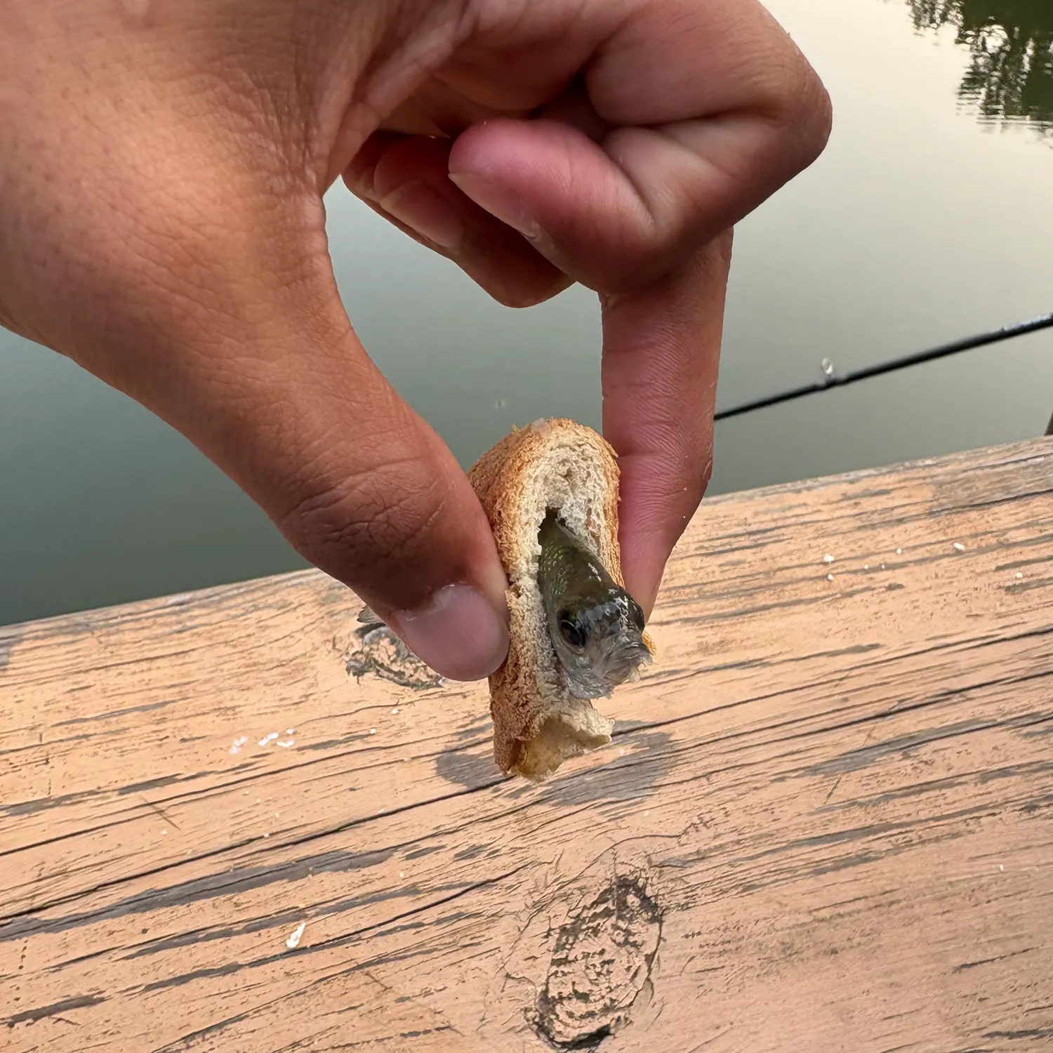 Bluegill caught on Fishbrain