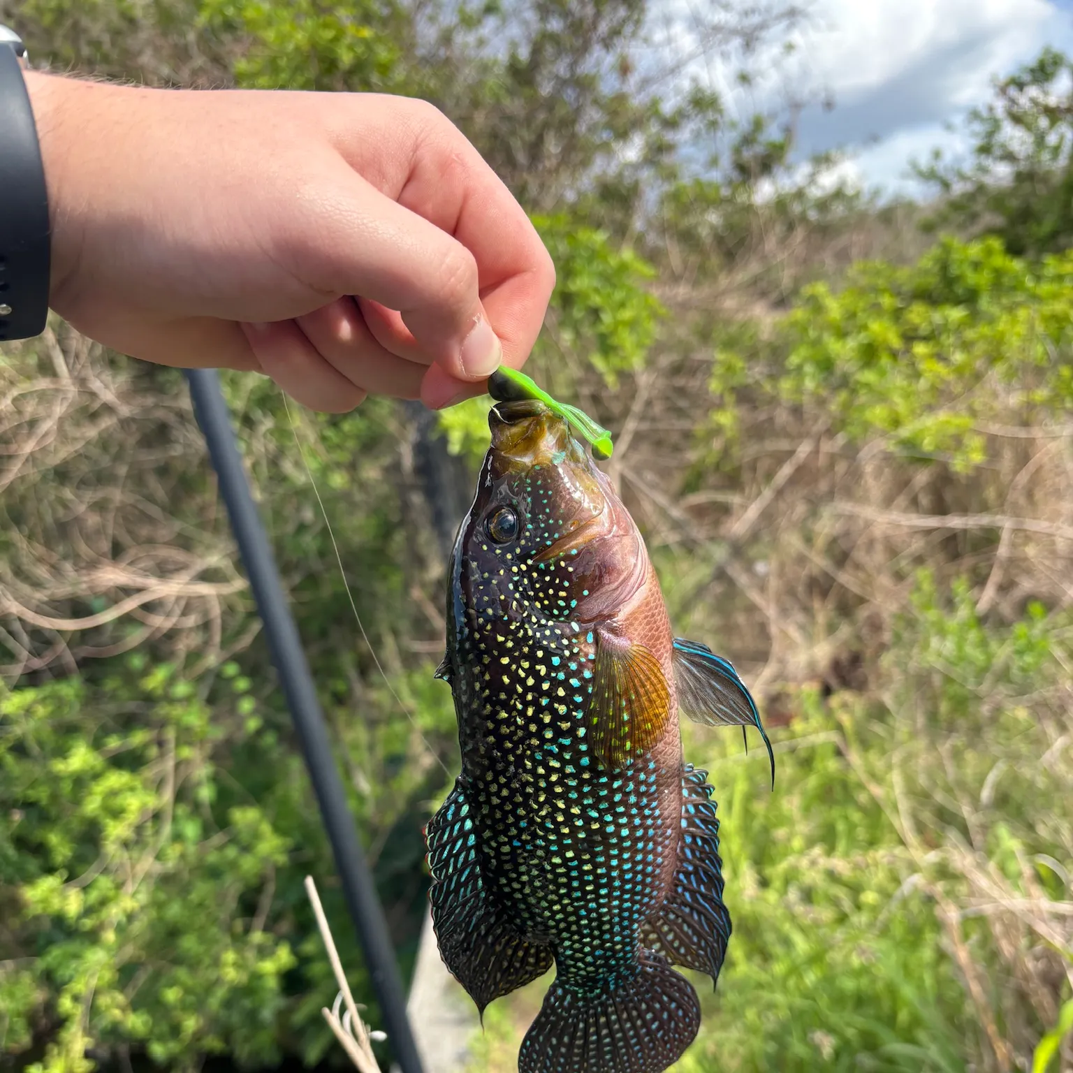 The most recent Jack Dempsey cichlid catches on Fishbrain
