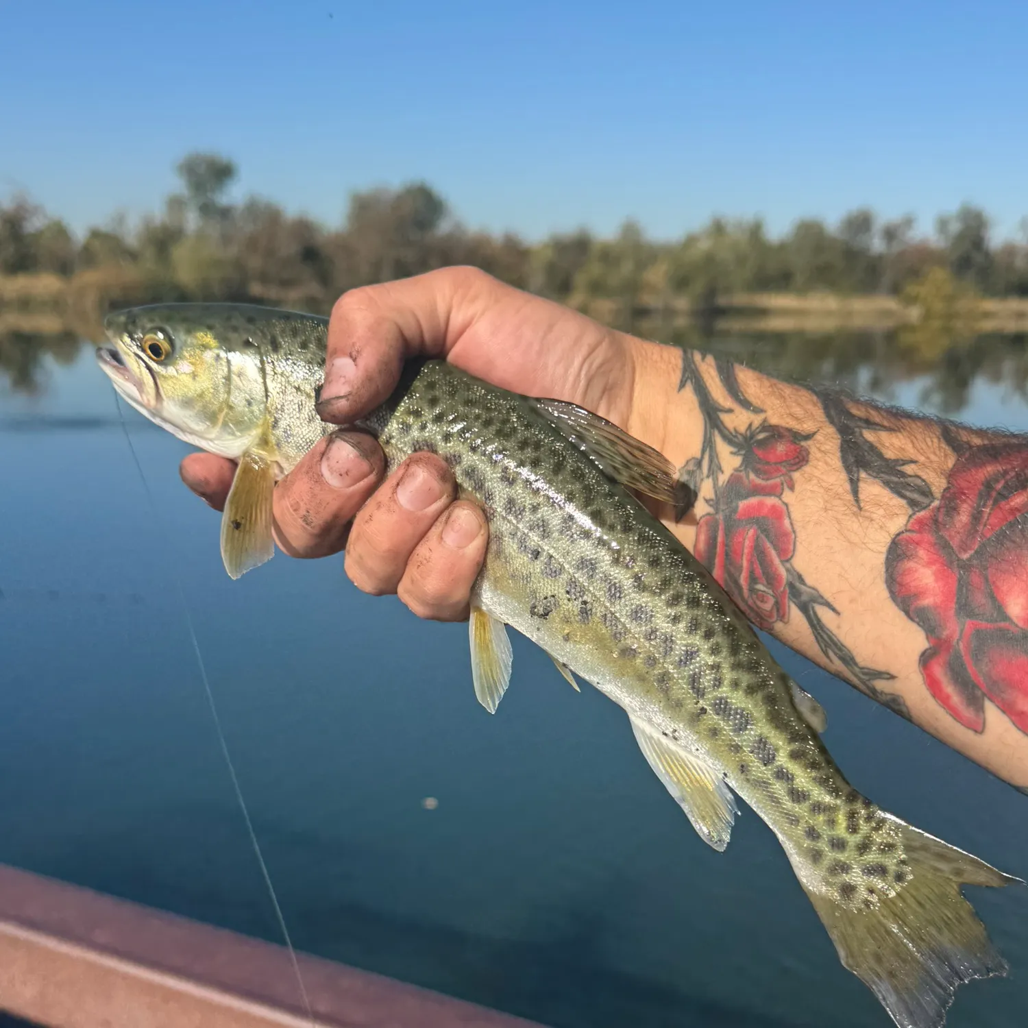 Tiger trout caught on Fishbrain