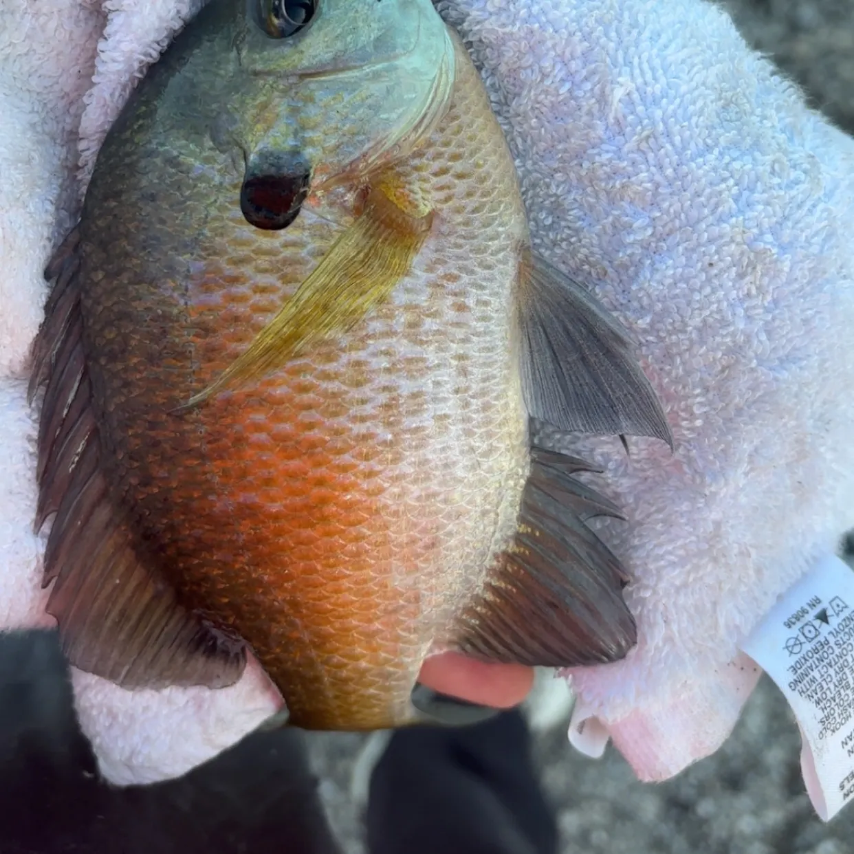 Bluegill caught on Fishbrain
