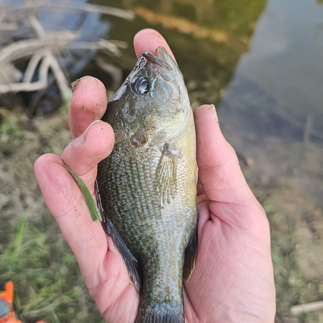 Green sunfish caught on Fishbrain
