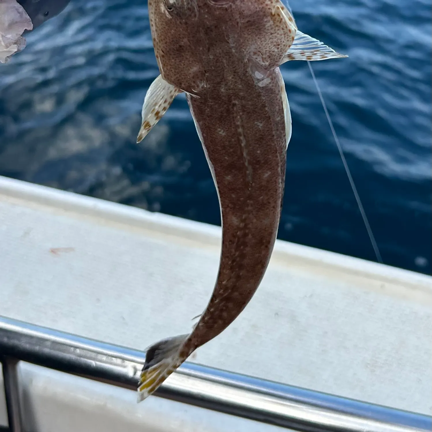 The most recent Tiger flathead catches on Fishbrain