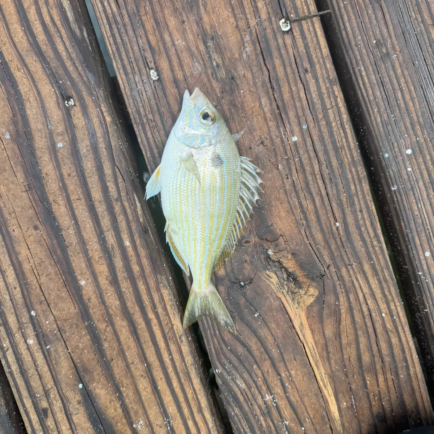 Pinfish caught on Fishbrain