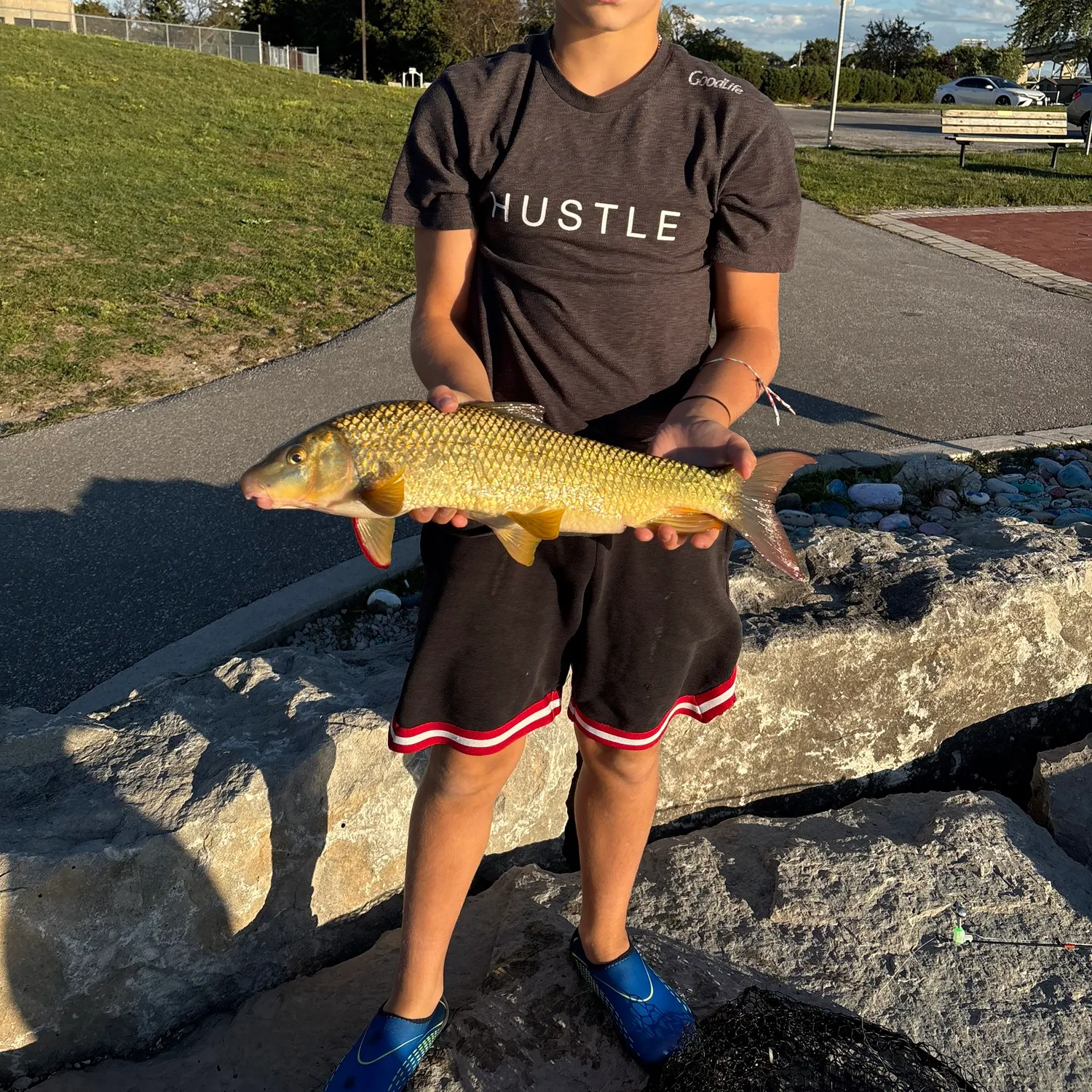 The most recent Shorthead redhorse catches on Fishbrain