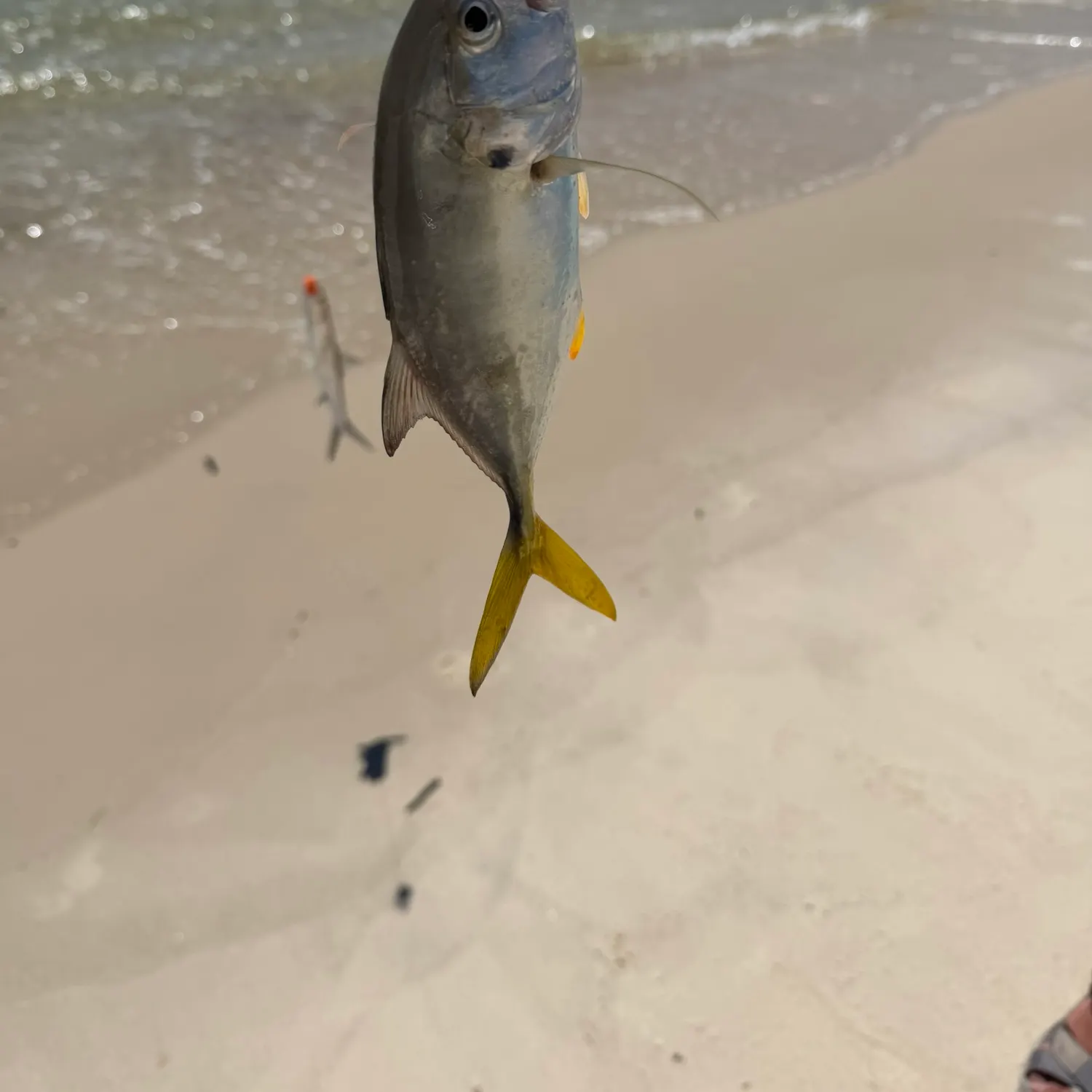 Crevalle jack caught on Fishbrain