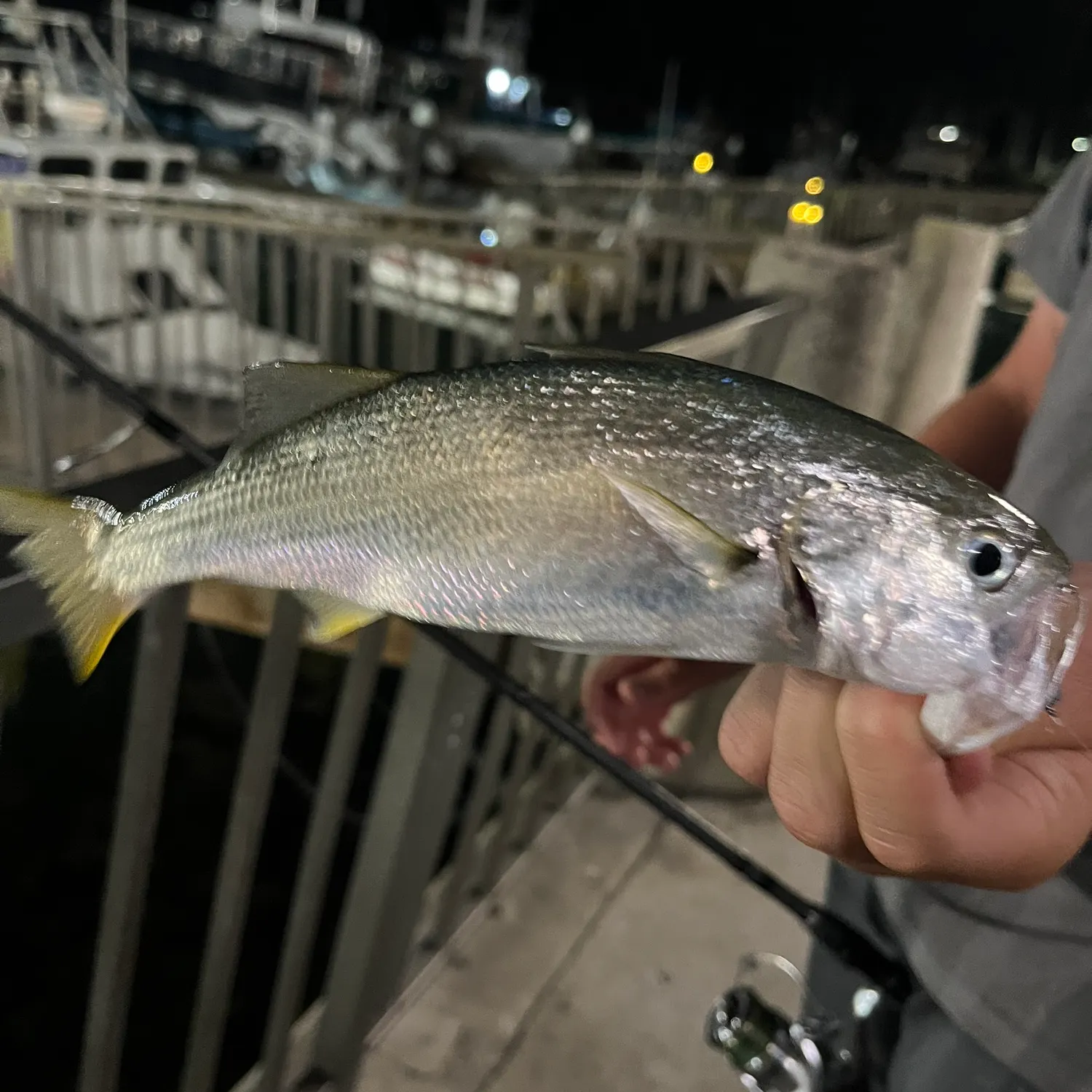 The most recent Queenfish catches on Fishbrain