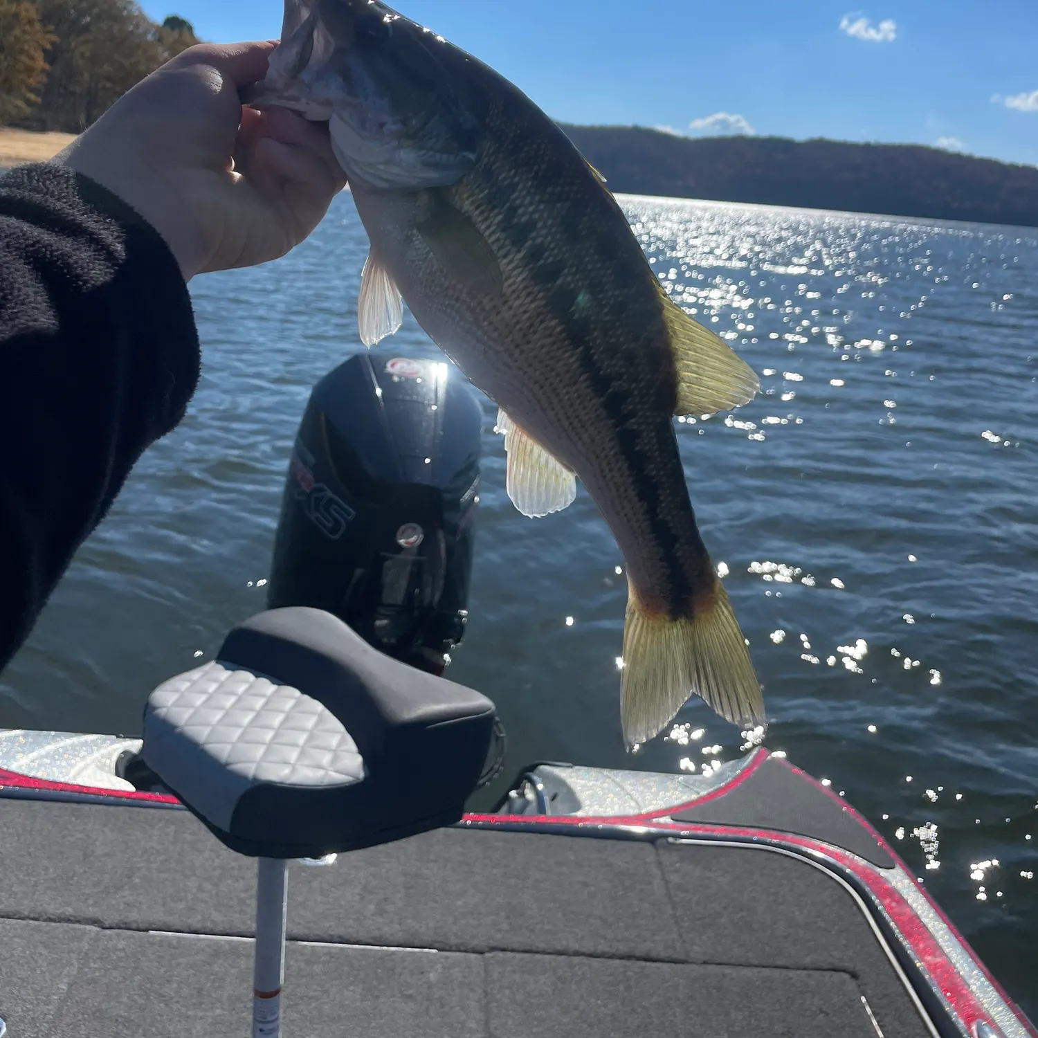The most recent Alabama bass catches on Fishbrain