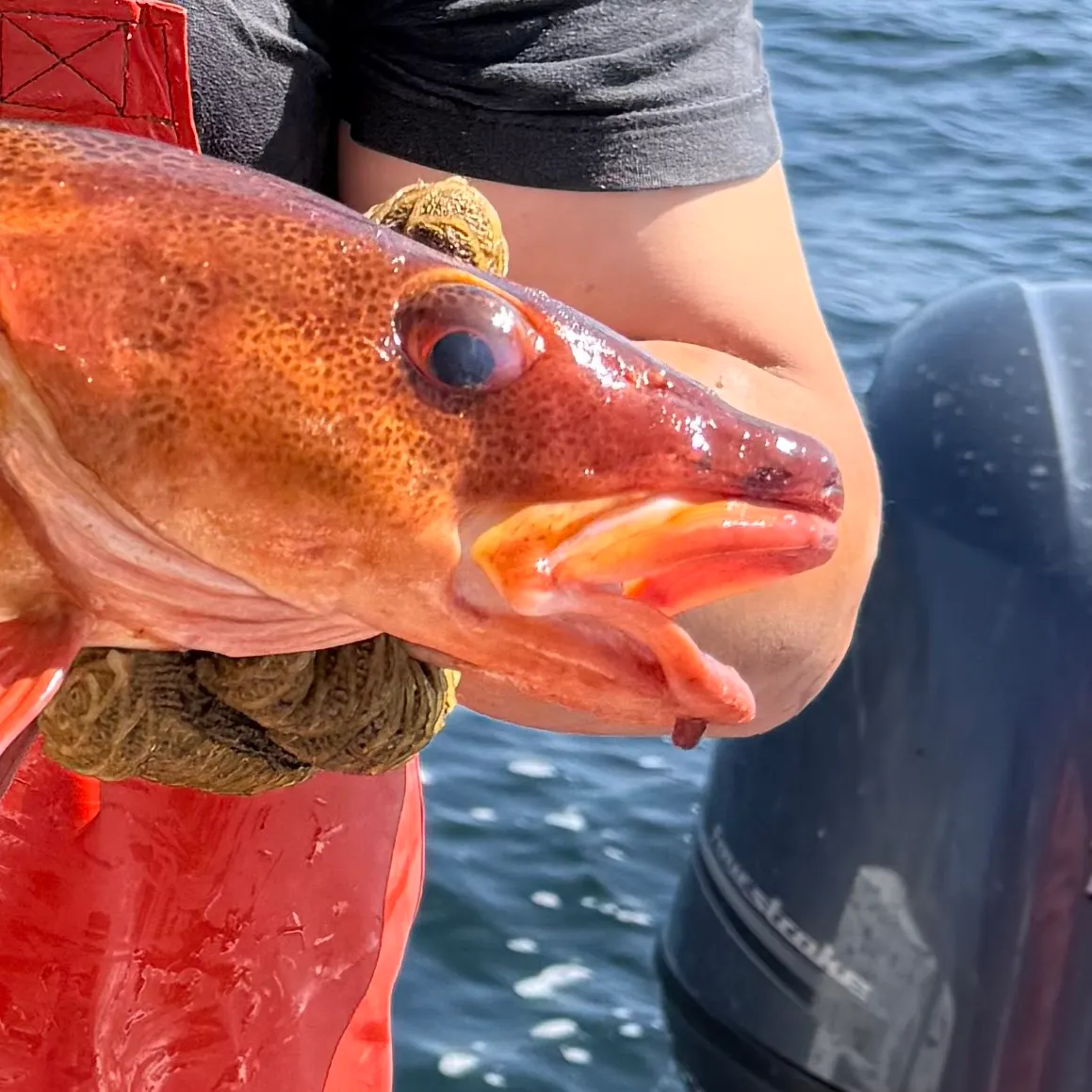 Atlantic cod caught on Fishbrain