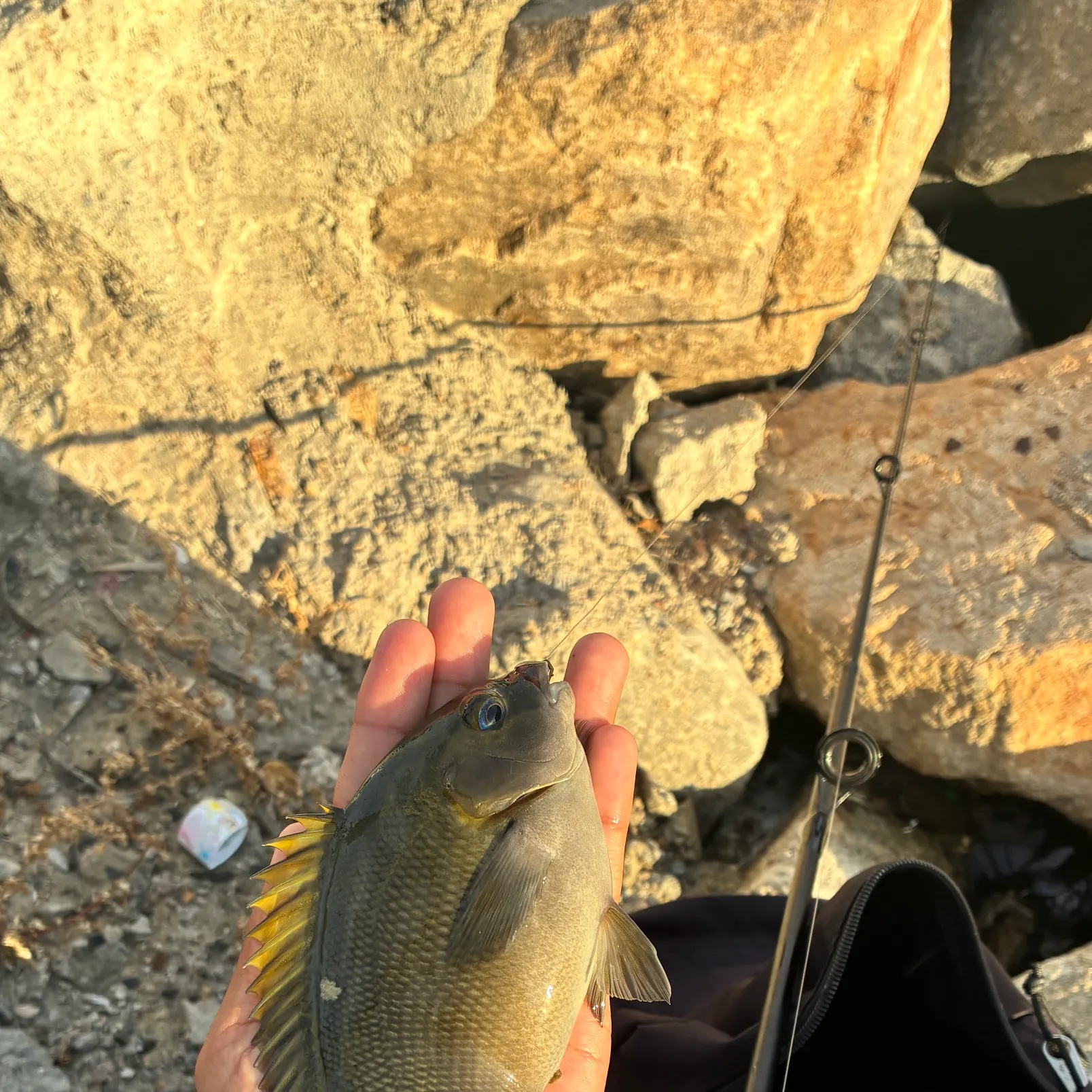 The most recent Opaleye catches on Fishbrain