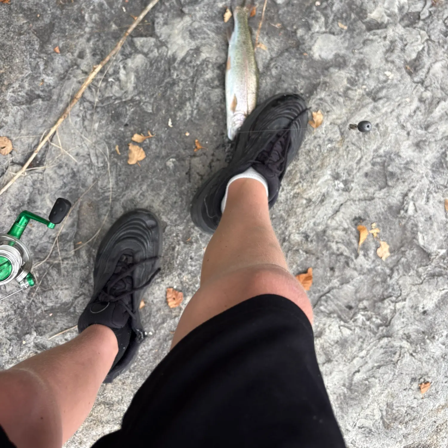 Rainbow trout caught on Fishbrain
