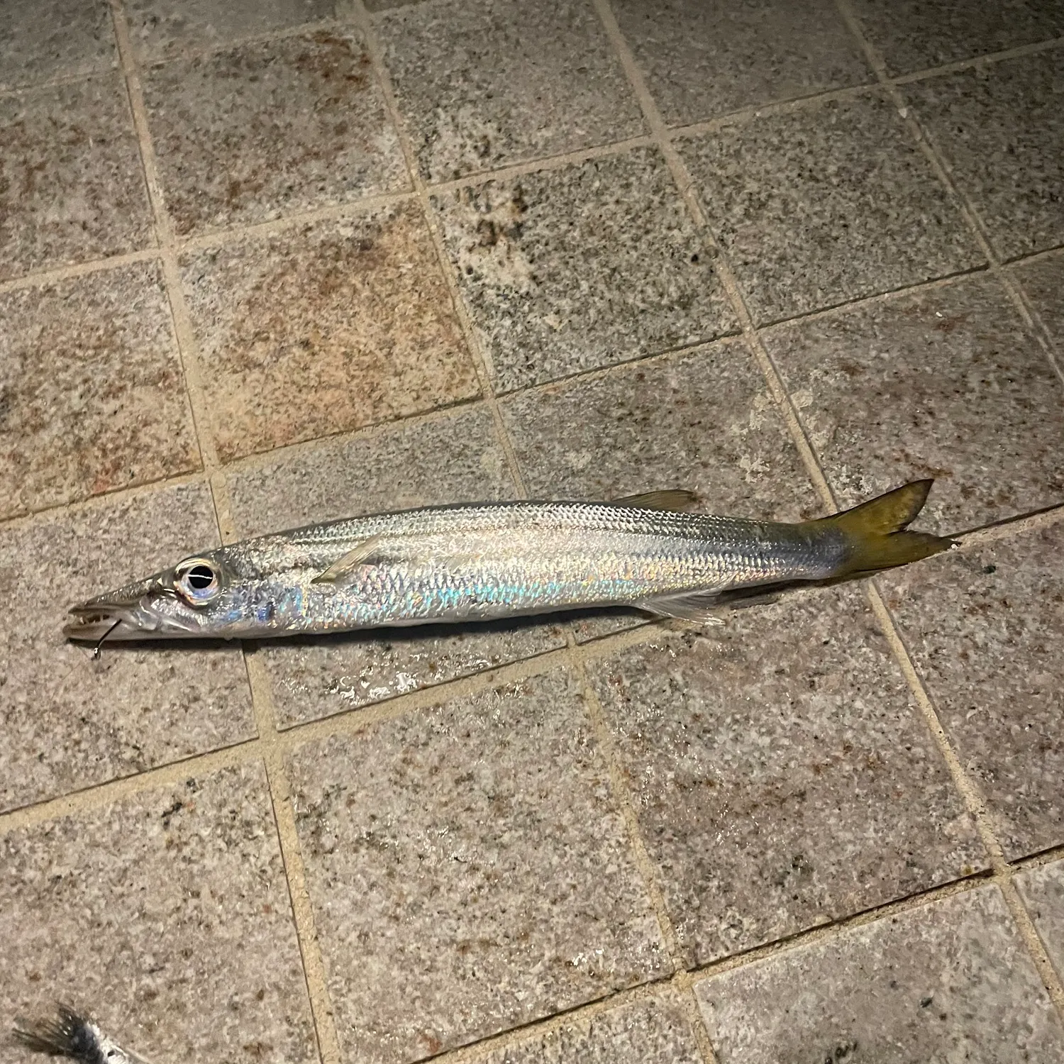 The most recent Great barracuda catches on Fishbrain