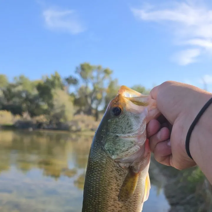 Fish caught on Fishbrain