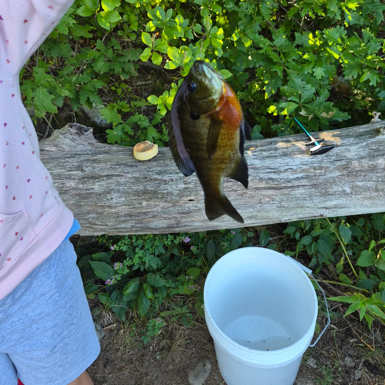 Bluegill caught on Fishbrain