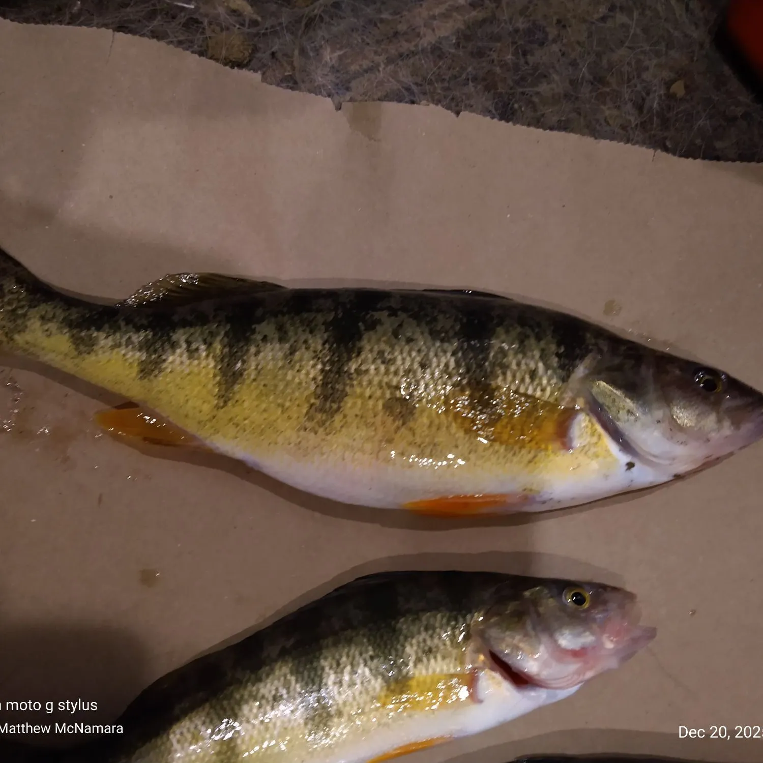 recently logged catches