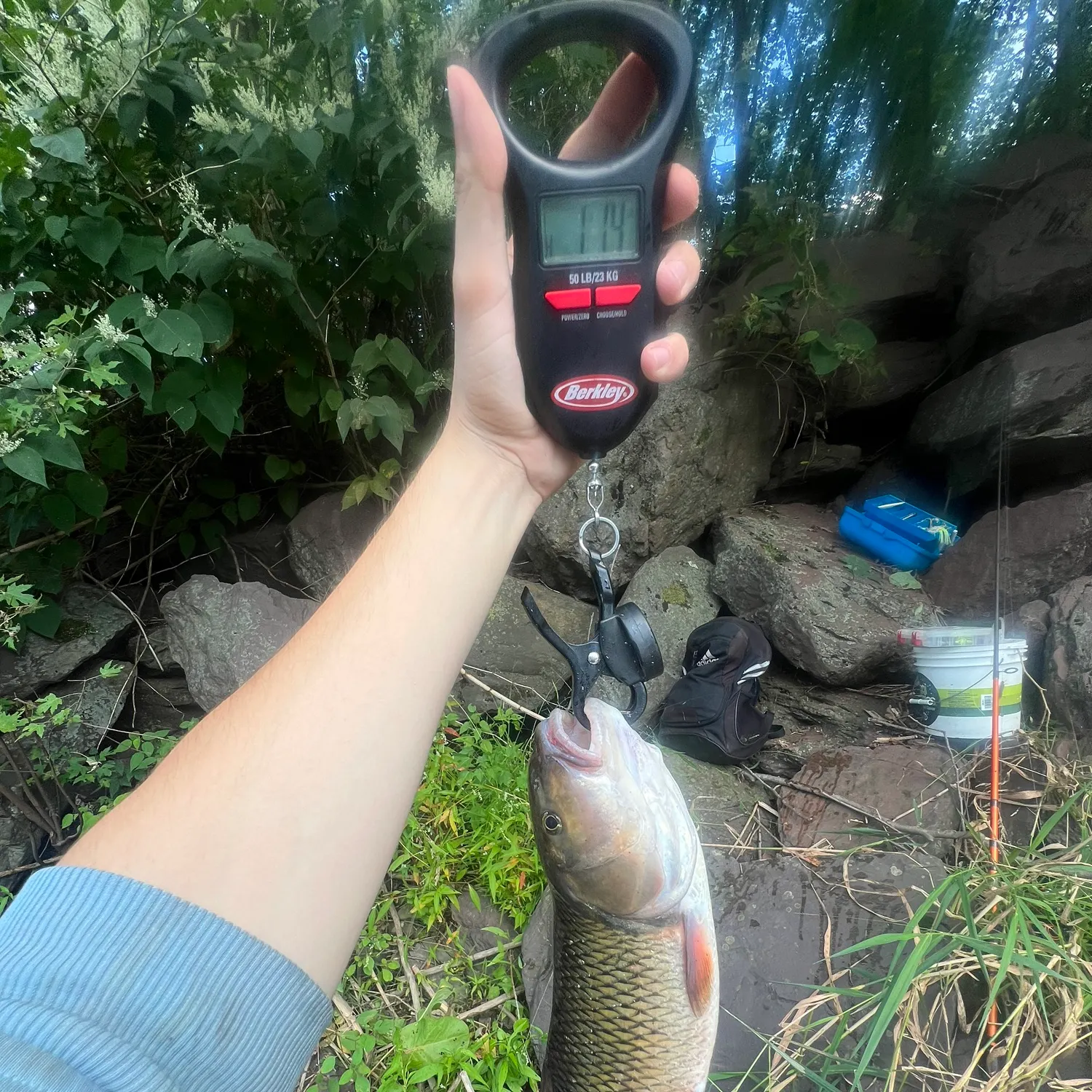 Fallfish caught on Fishbrain