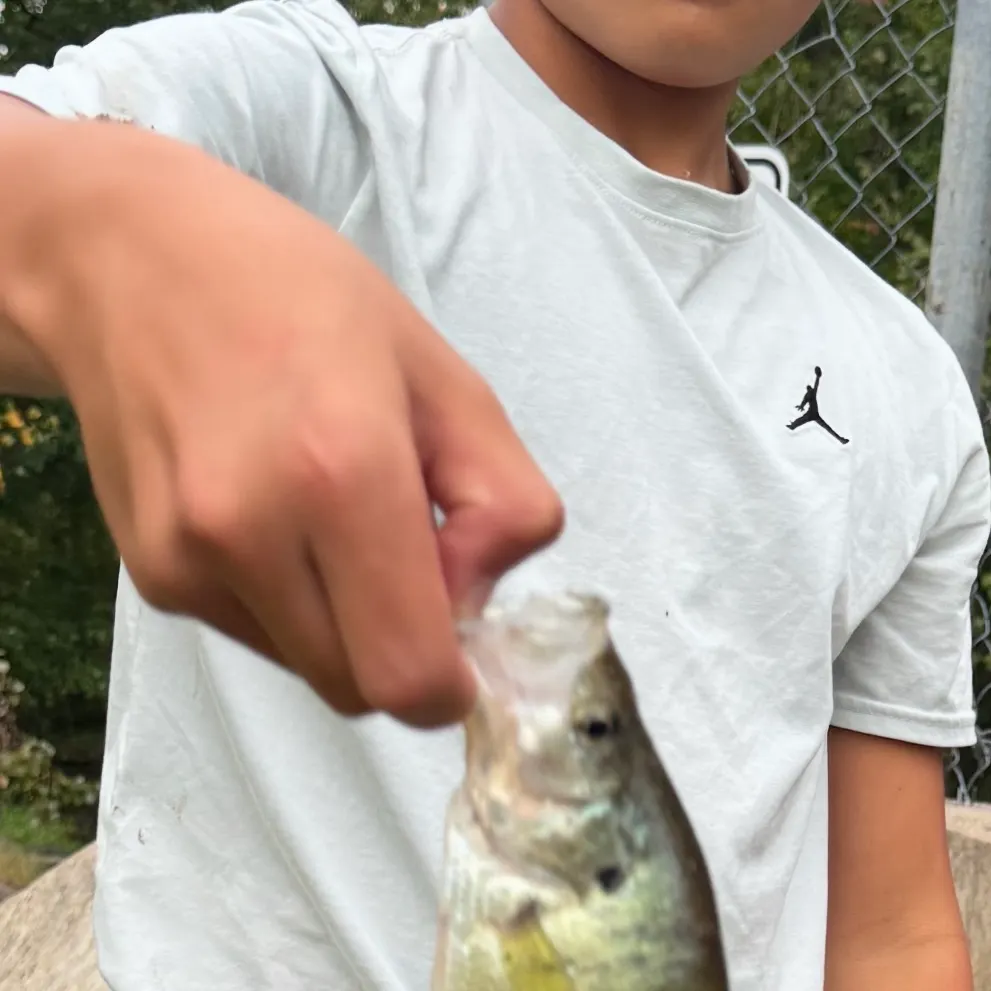 White crappie caught on Fishbrain