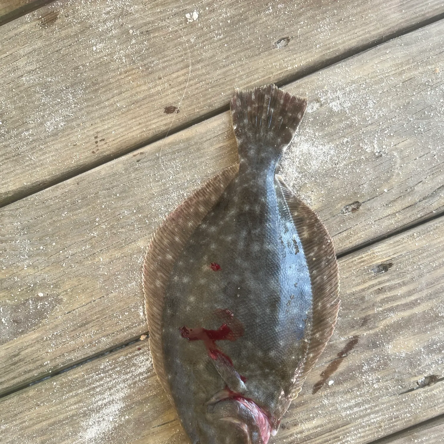 Summer flounder caught on Fishbrain