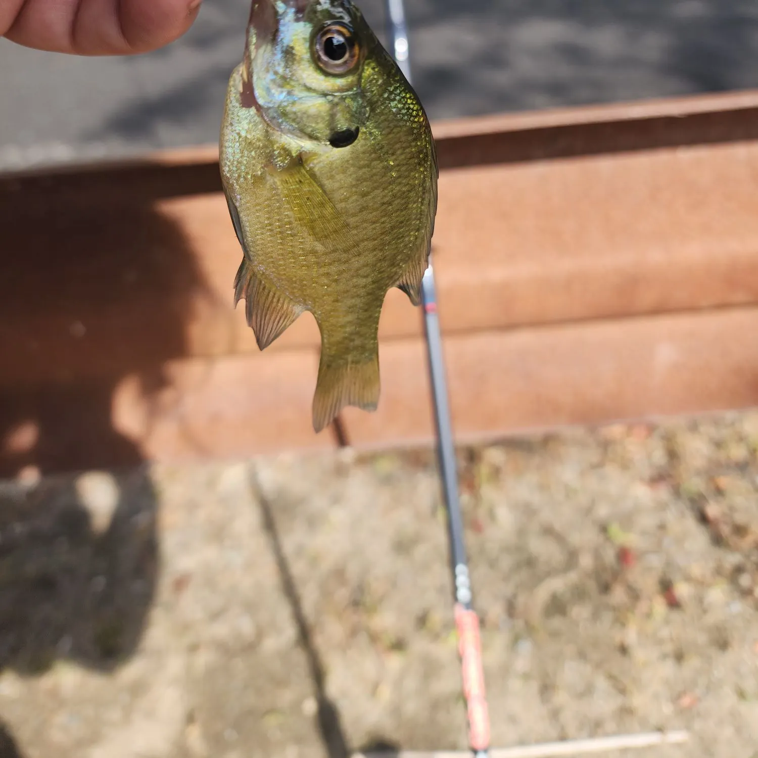 Bluegill caught on Fishbrain