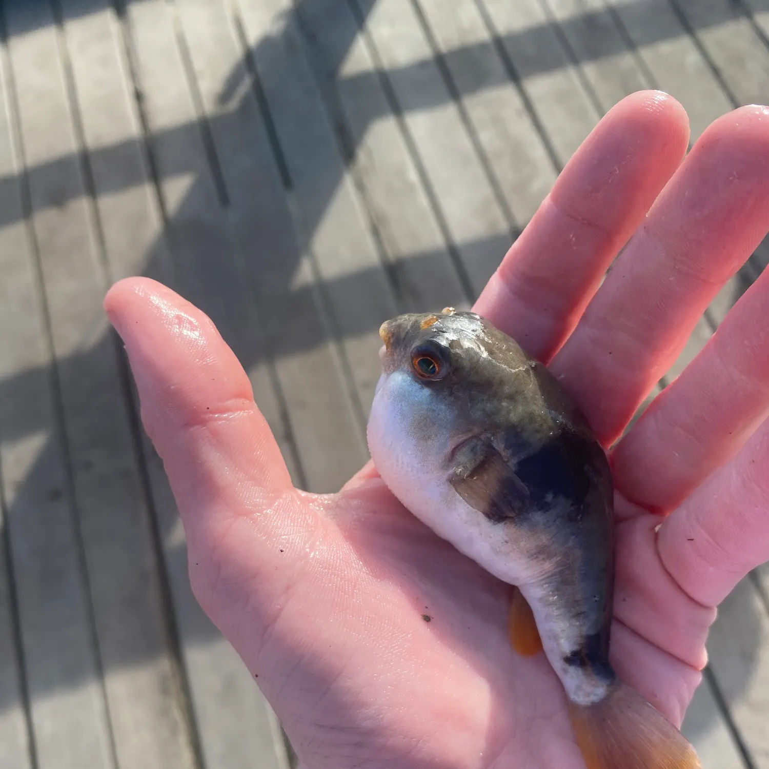 The most recent Smooth toadfish catches on Fishbrain