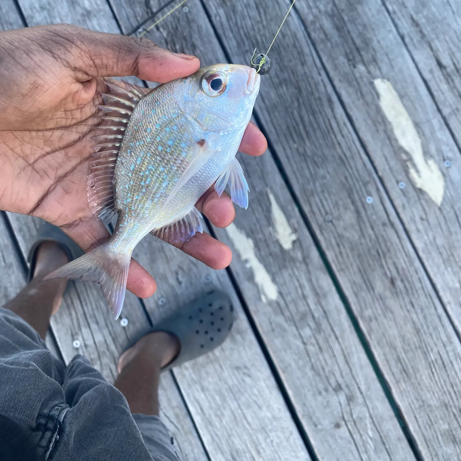 Australasian snapper caught on Fishbrain
