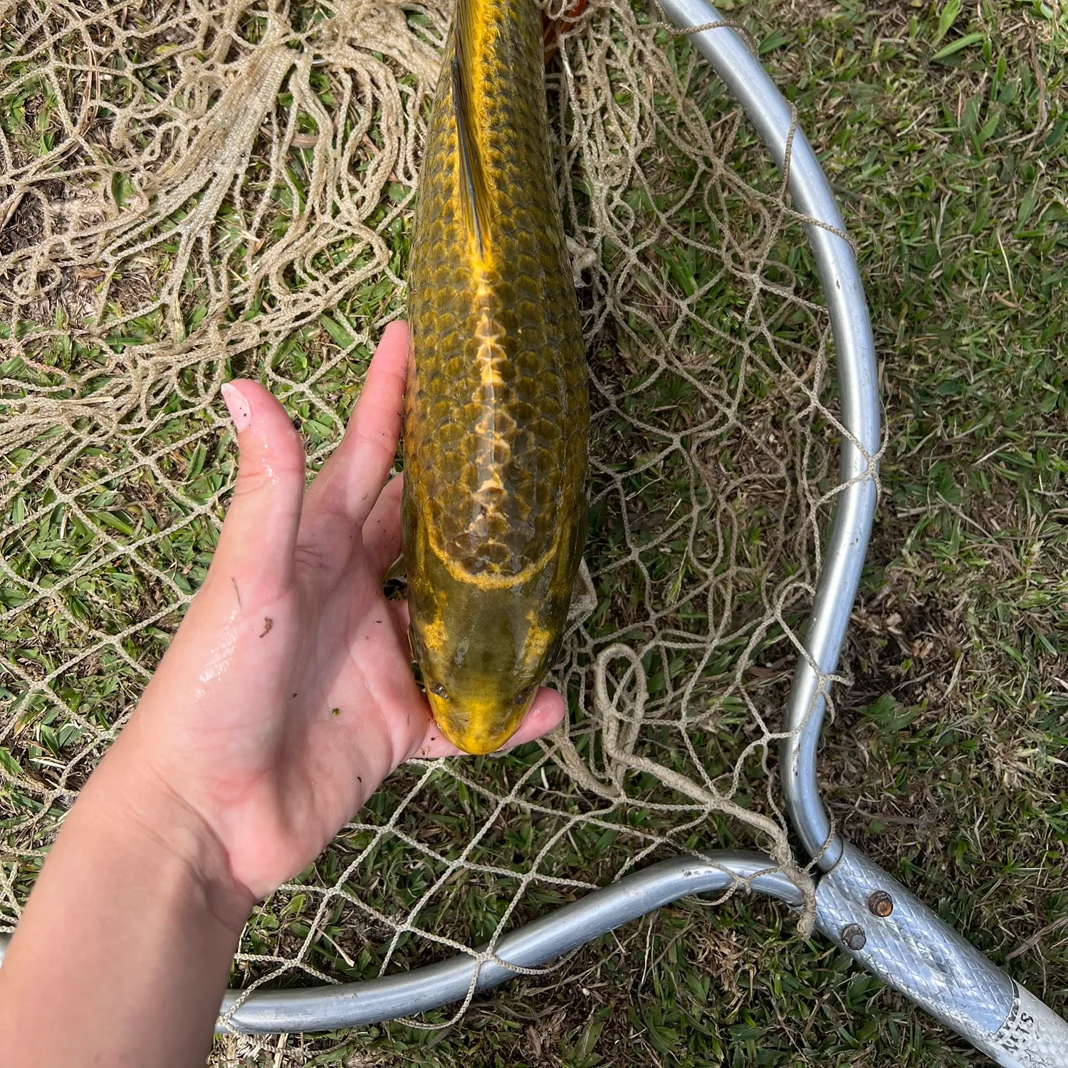 The most recent Koi x common carp catches on Fishbrain