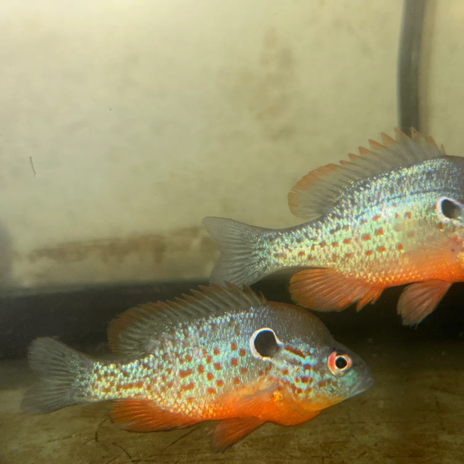The most recent Orangespotted sunfish catches on Fishbrain