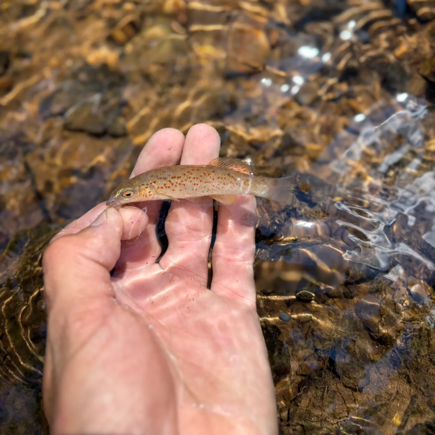 The most recent Stippled studfish catches on Fishbrain