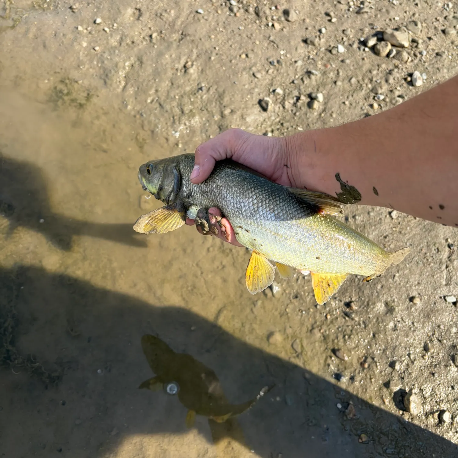 Fish caught on Fishbrain