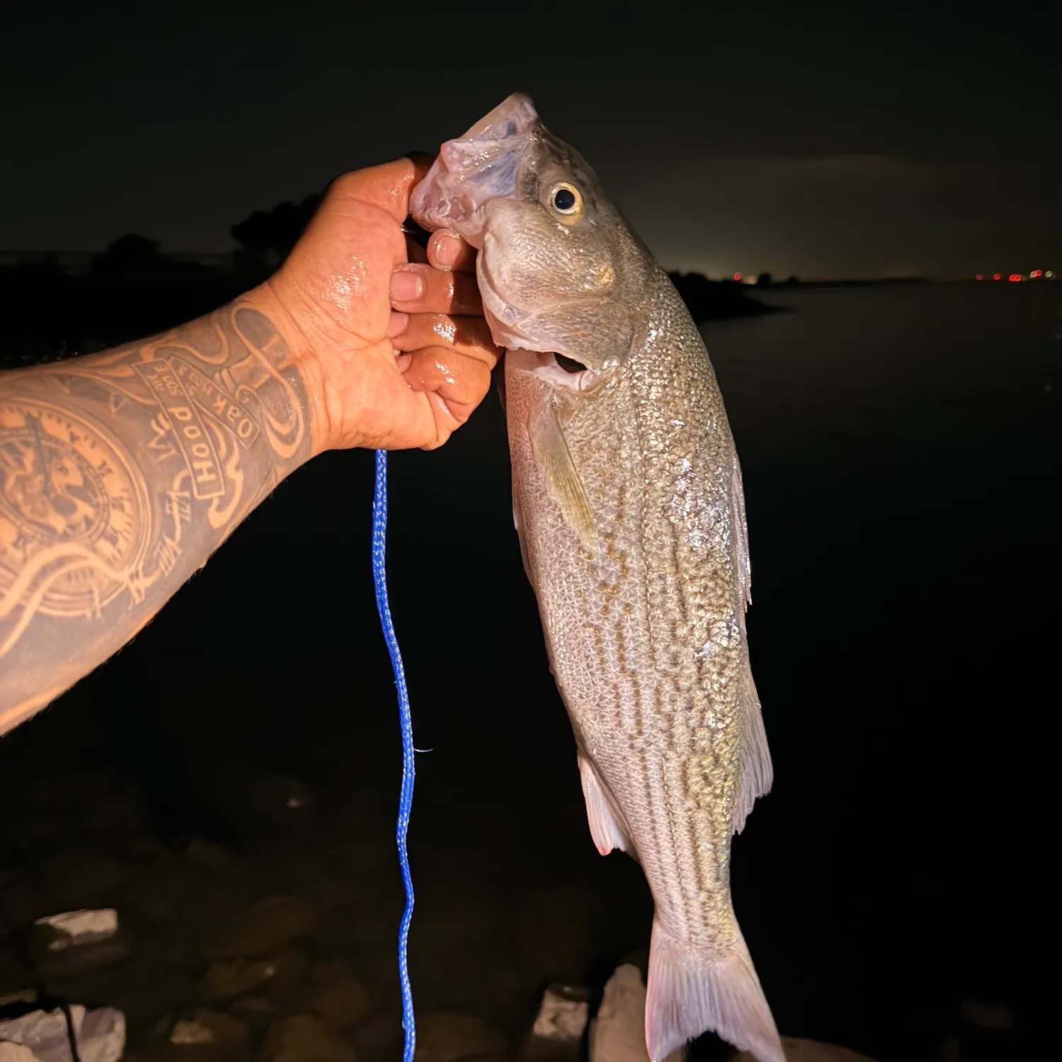 Striped bass caught on Fishbrain