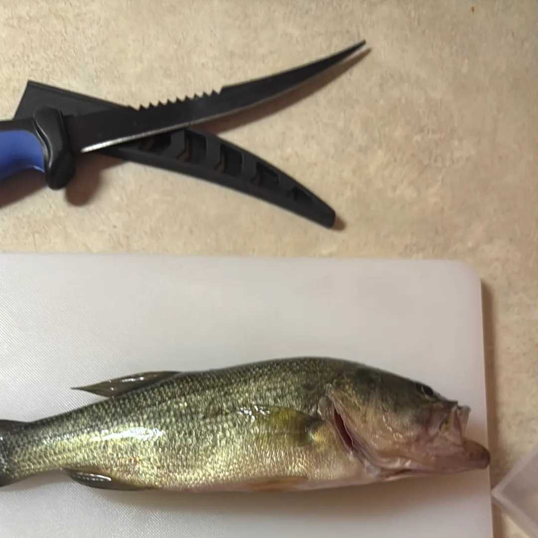 Largemouth bass caught on Fishbrain