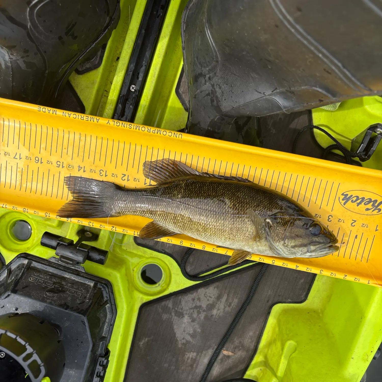 Smallmouth bass caught on Fishbrain