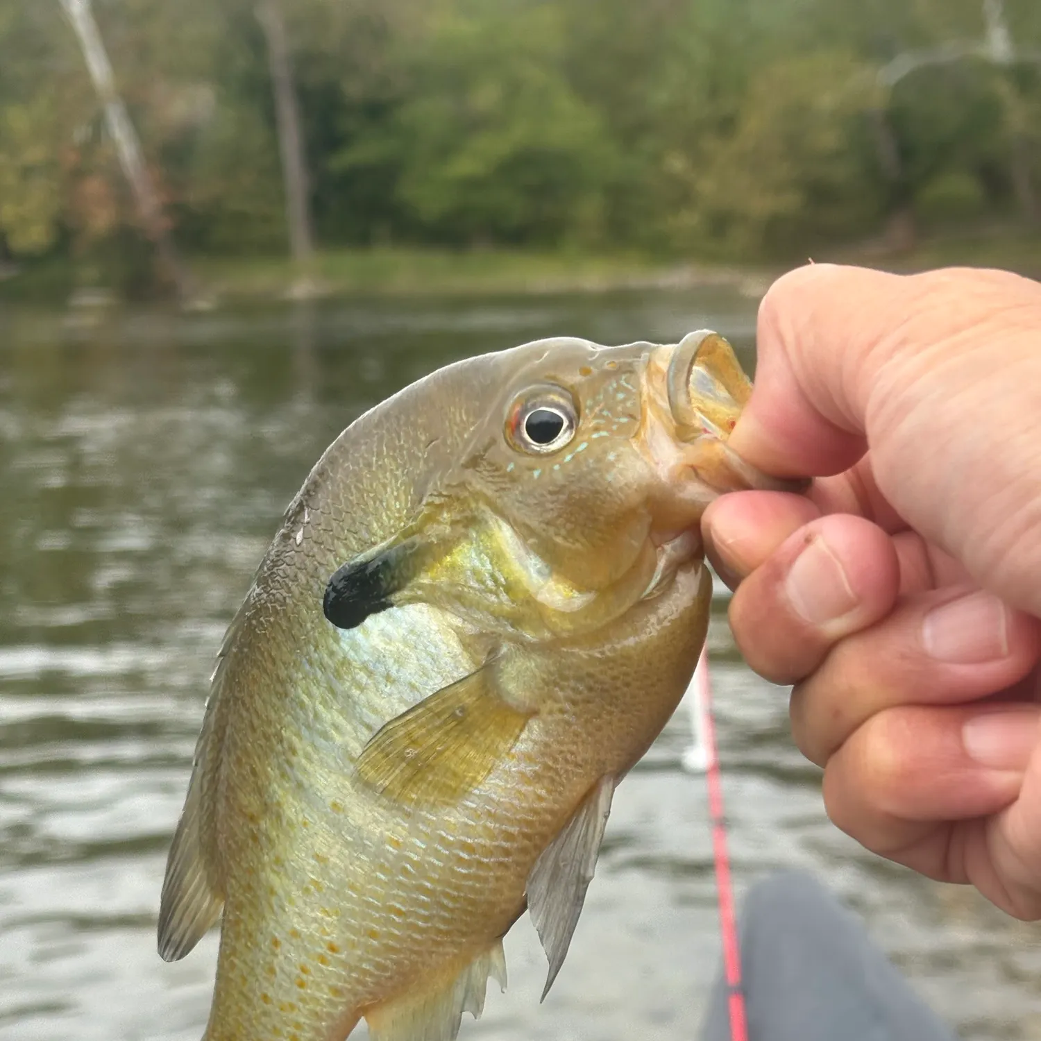 Redbreast sunfish caught on Fishbrain