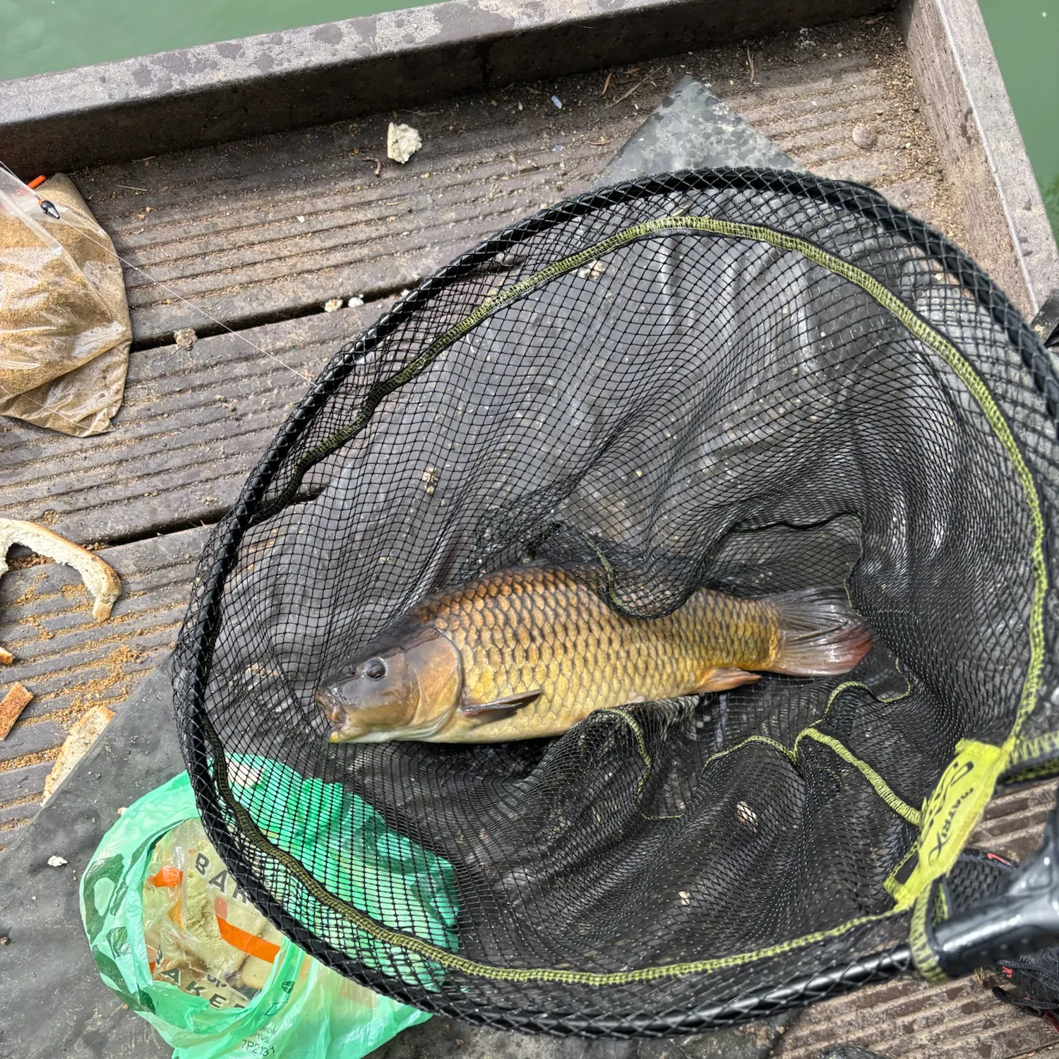 Common carp caught on Fishbrain