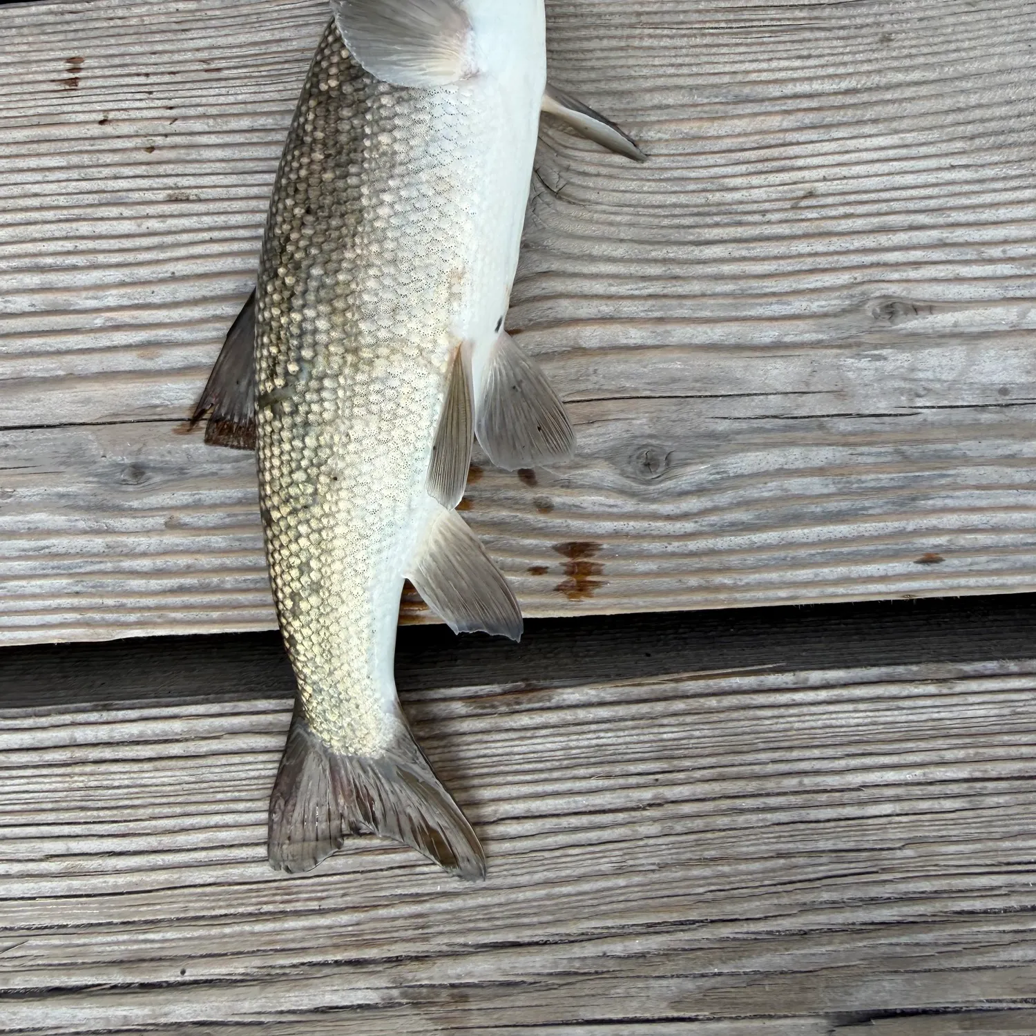 Northern pikeminnow caught on Fishbrain