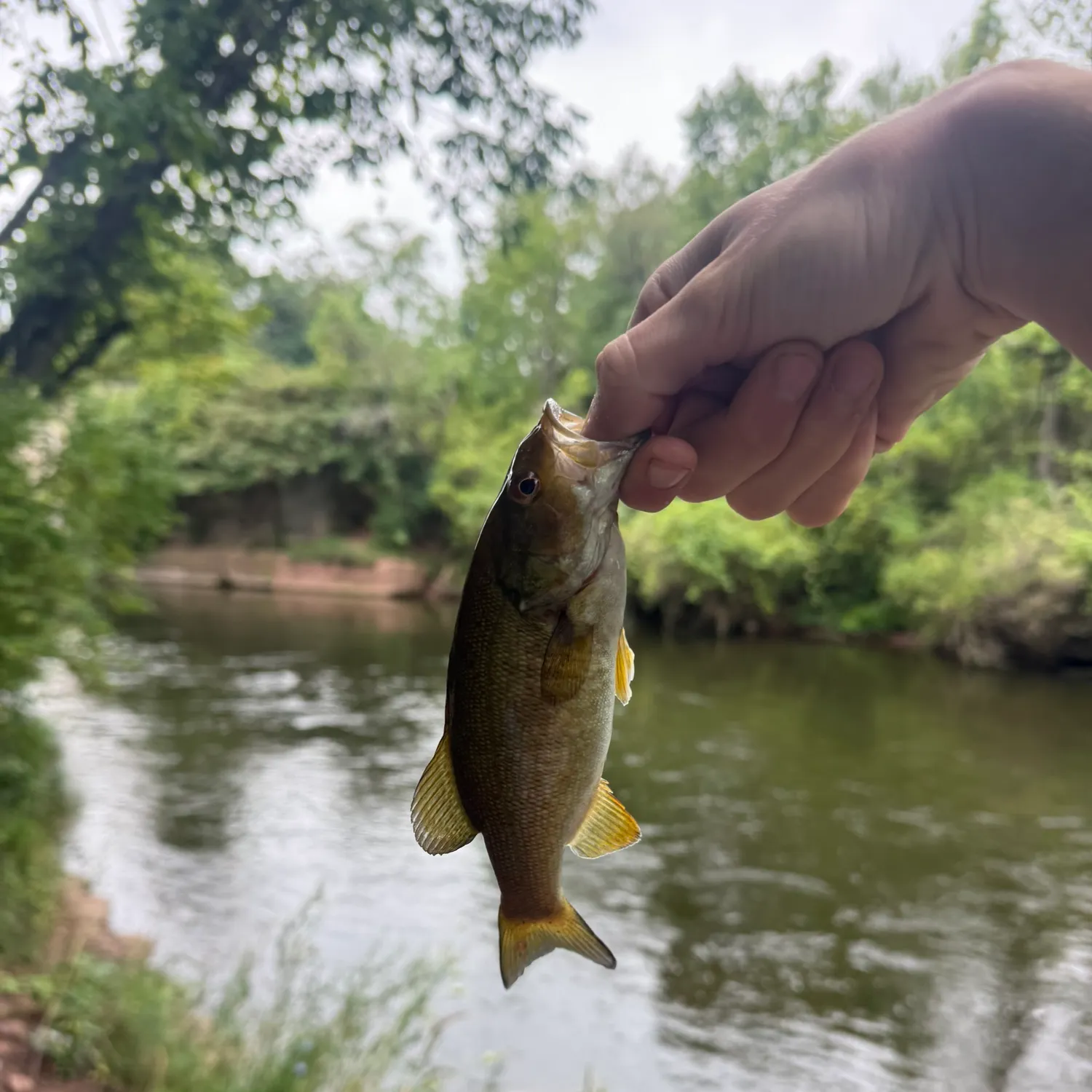 Smallmouth bass caught on Fishbrain