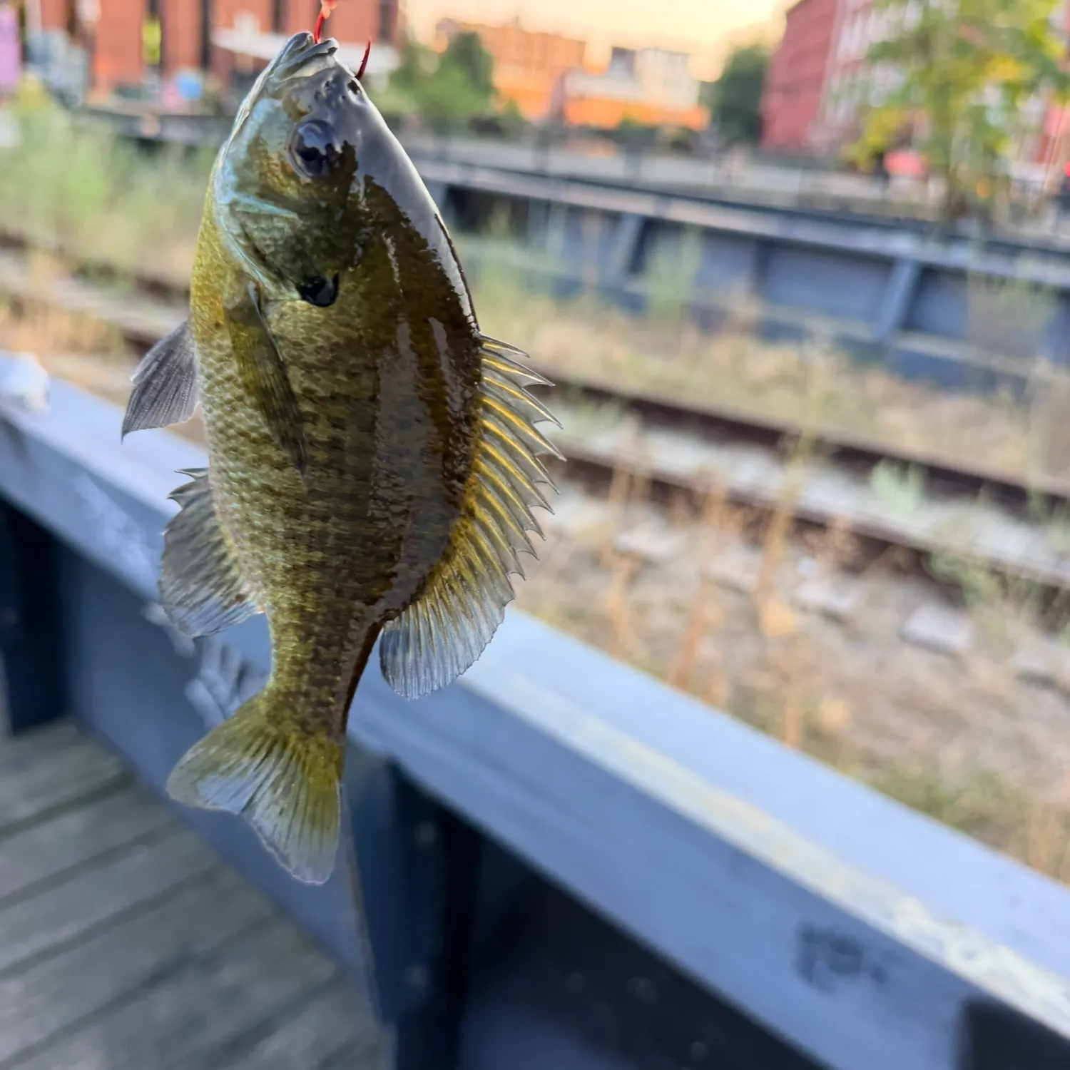 Bluegill caught on Fishbrain
