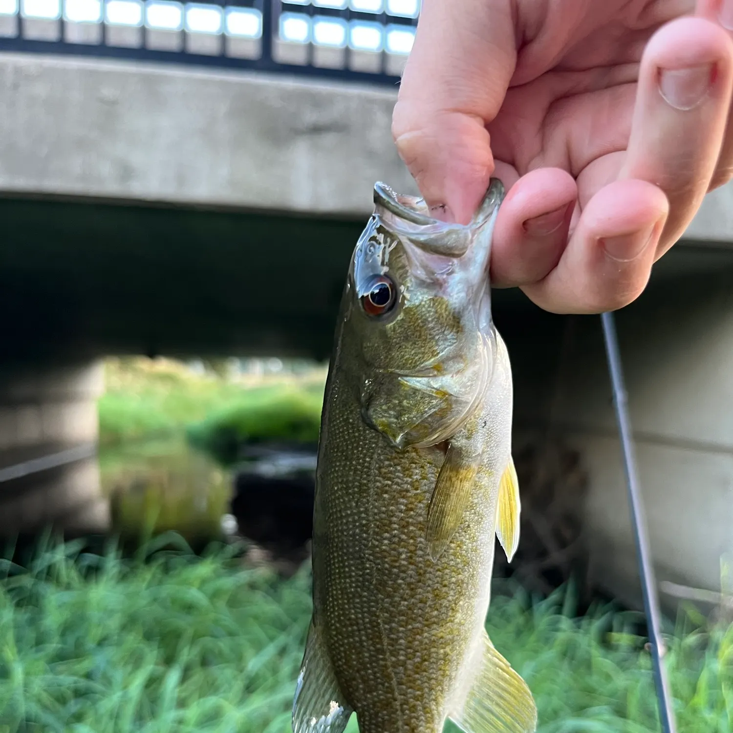 Smallmouth bass caught on Fishbrain
