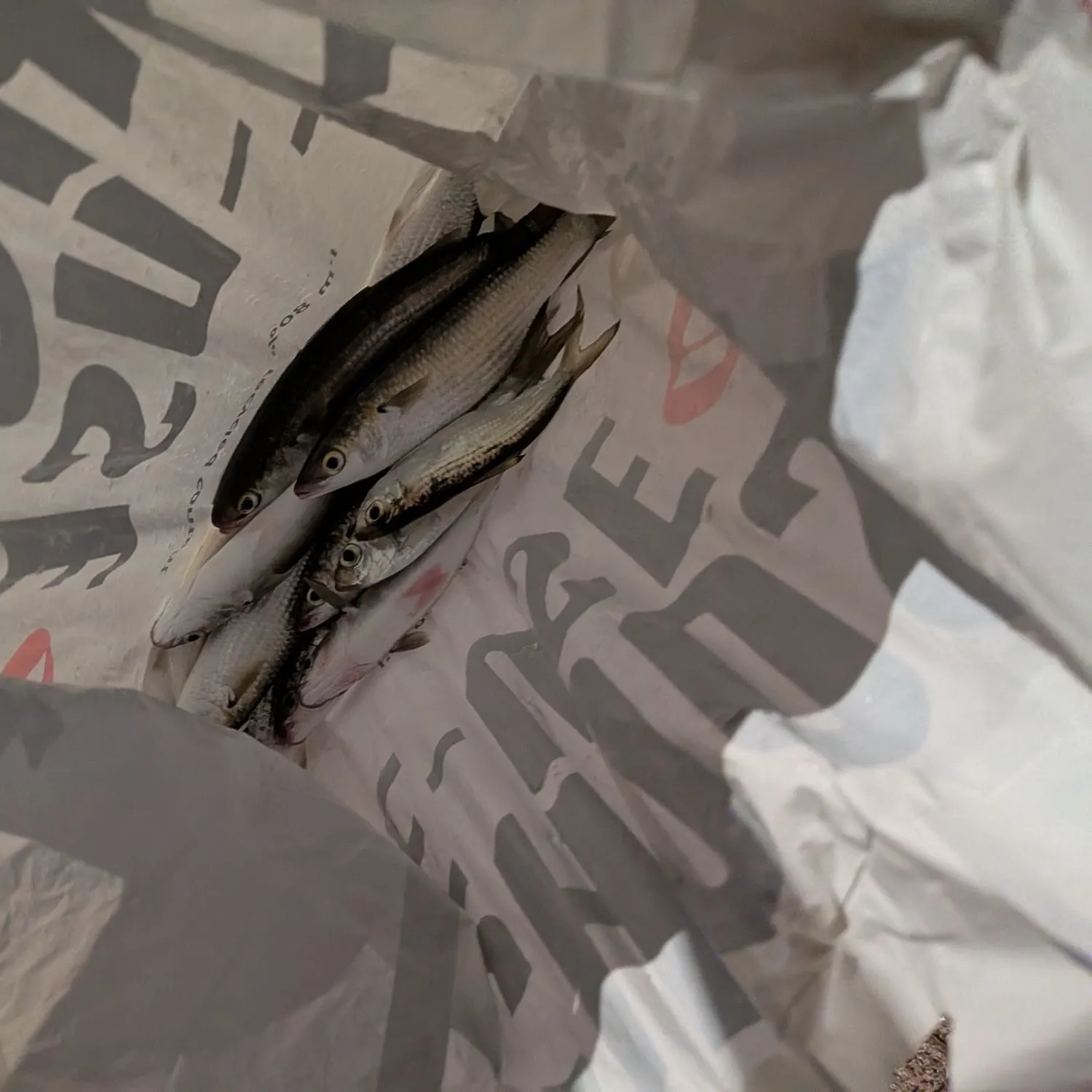 The most recent Yellow-eye mullet catches on Fishbrain