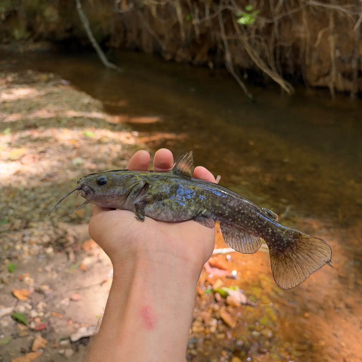 Snail bullhead caught on Fishbrain