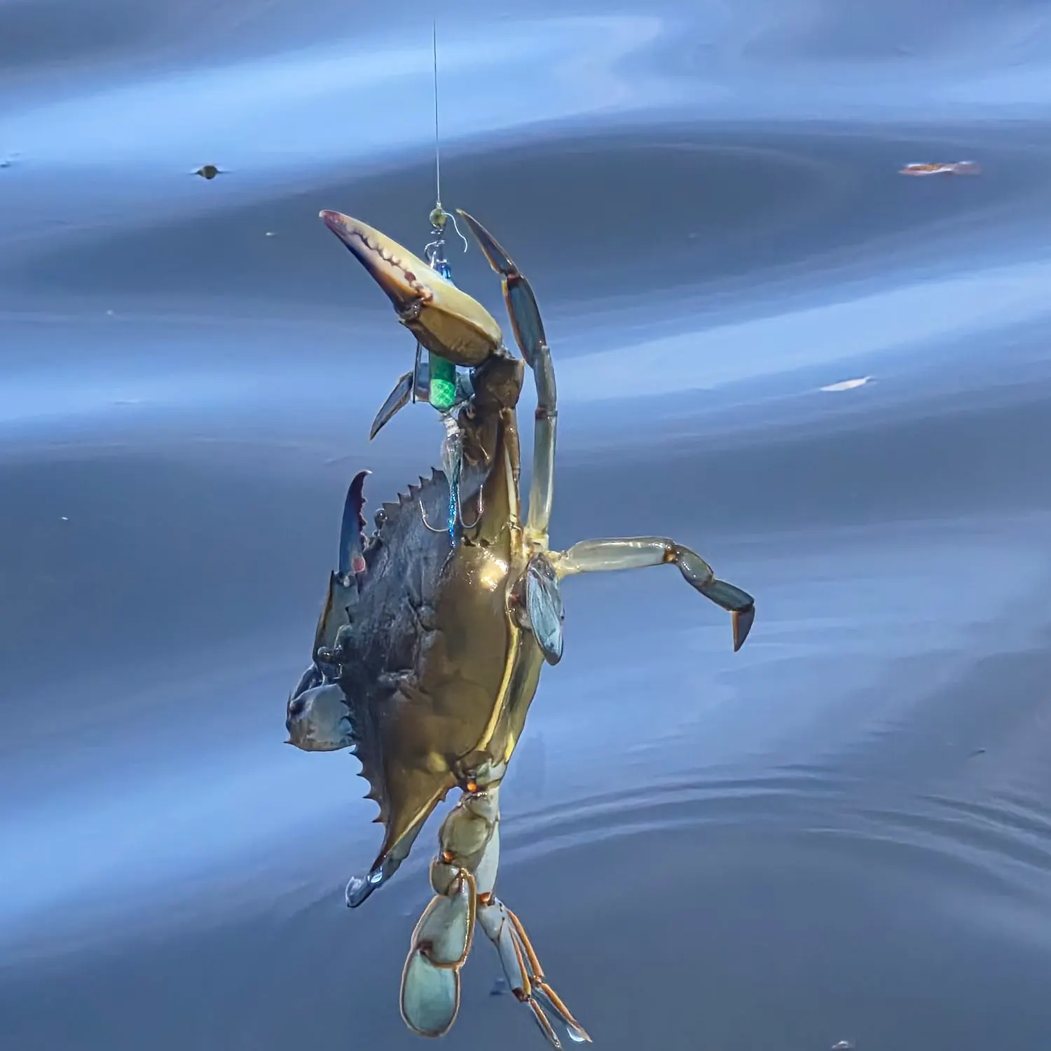 The most recent Blue crab catches on Fishbrain