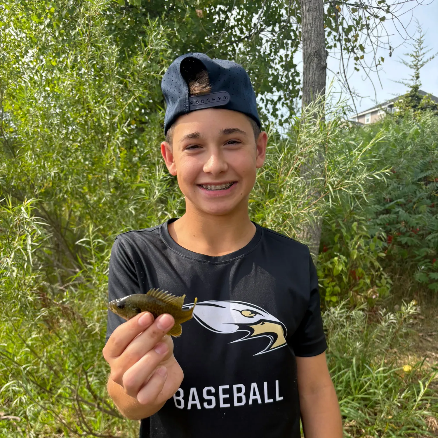 Greengill hybrid caught on Fishbrain