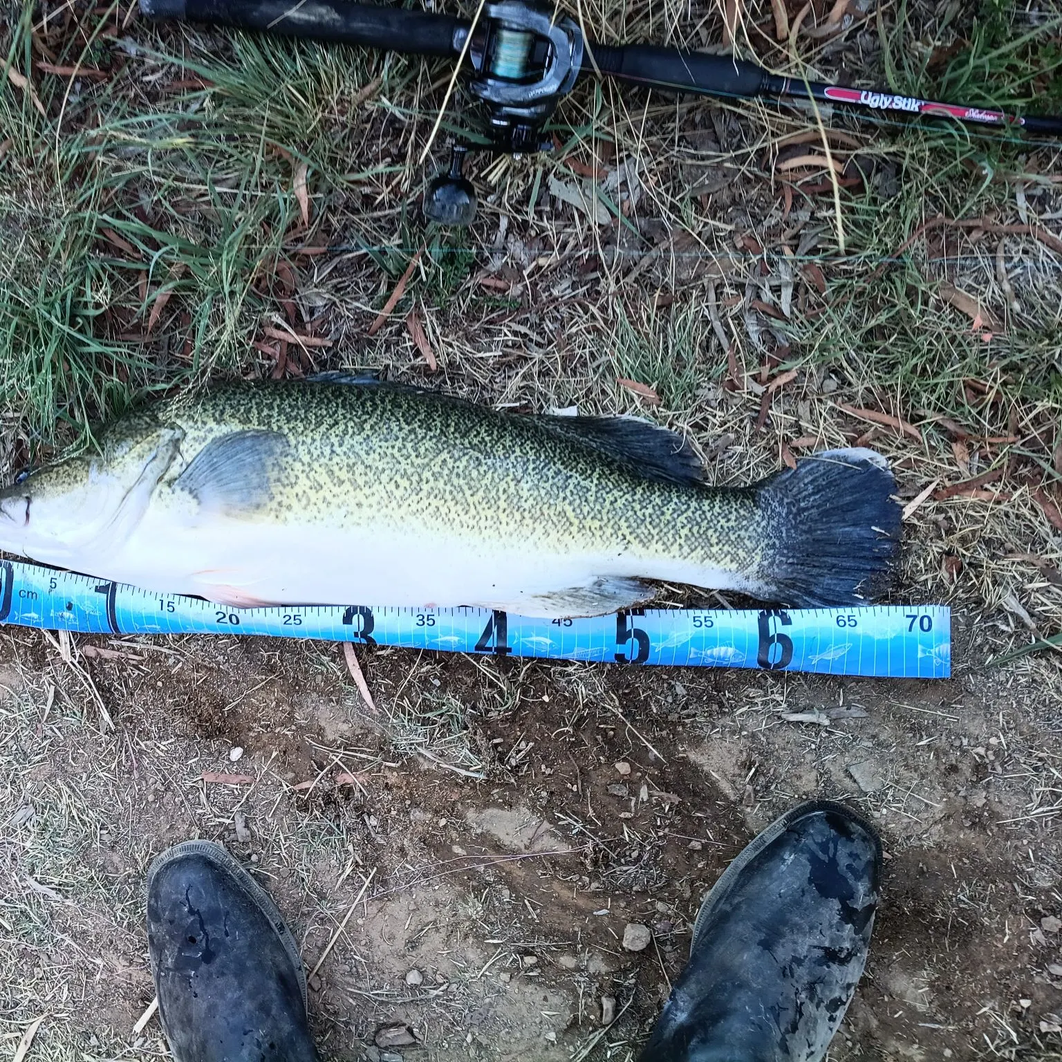 The most recent Murray cod catches on Fishbrain