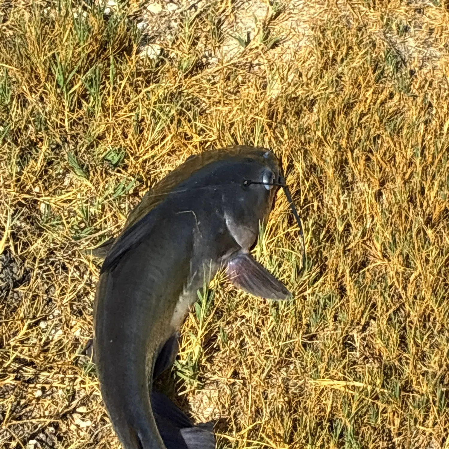 Channel catfish caught on Fishbrain