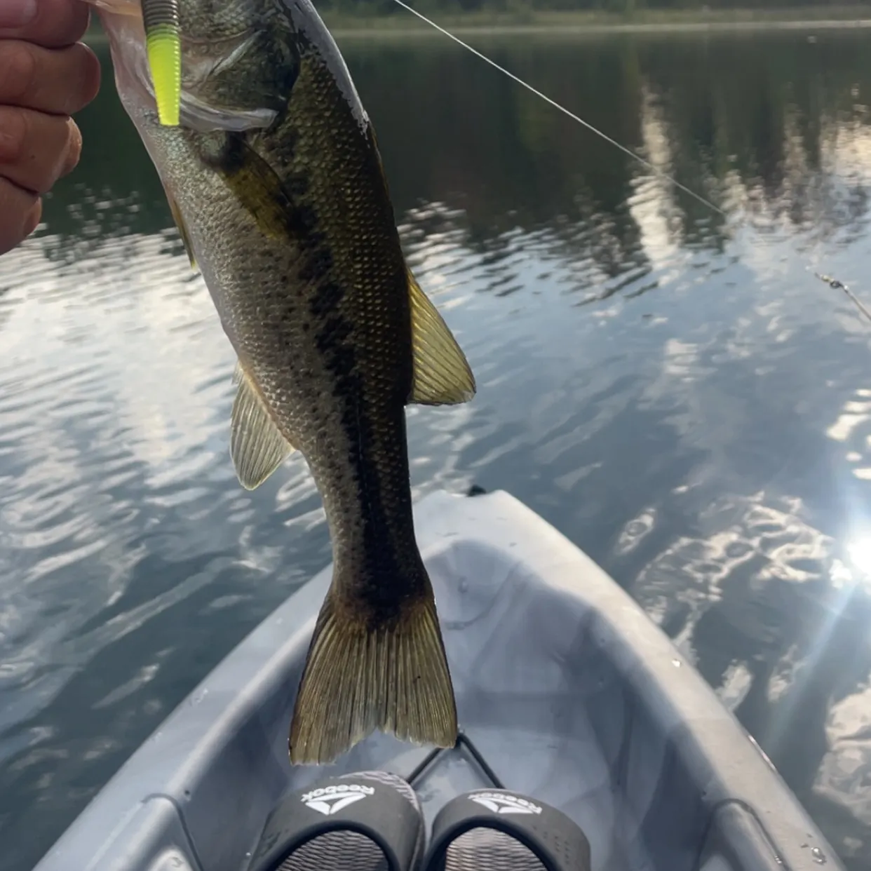 Largemouth bass caught on Fishbrain