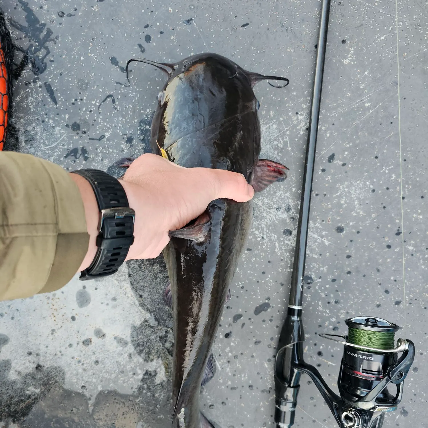 White bullhead caught on Fishbrain