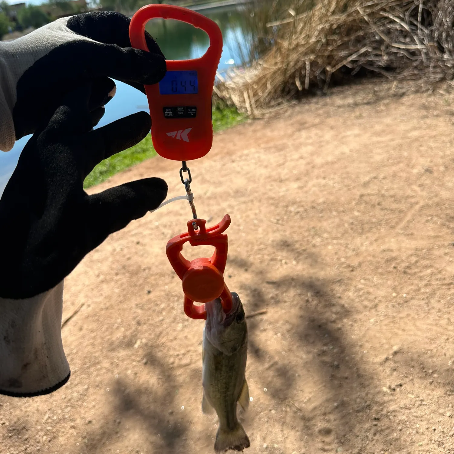 Largemouth bass caught on Fishbrain